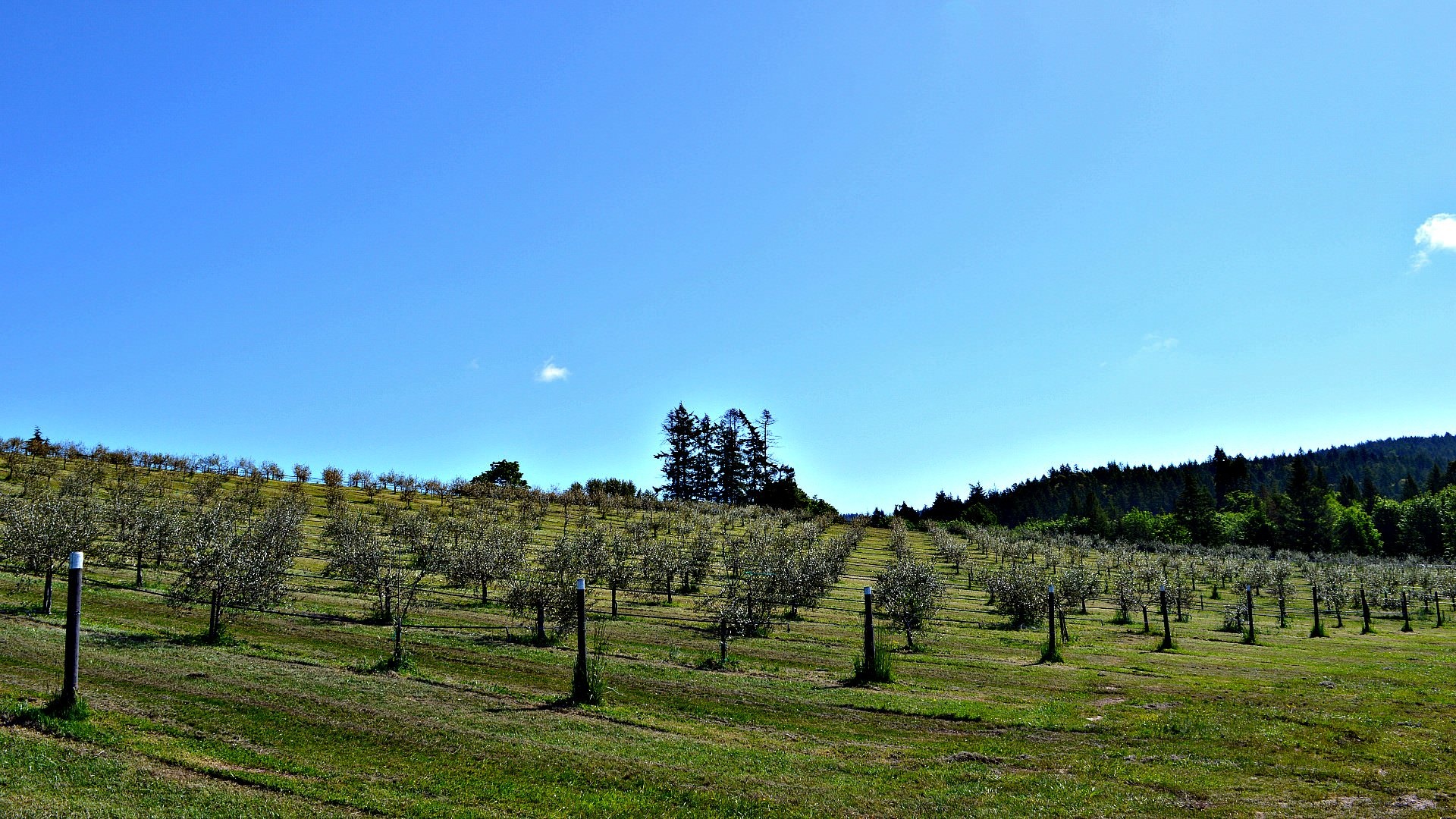 Salt Spring Island, Canada travels, Olive oil, Unique production, 1920x1080 Full HD Desktop