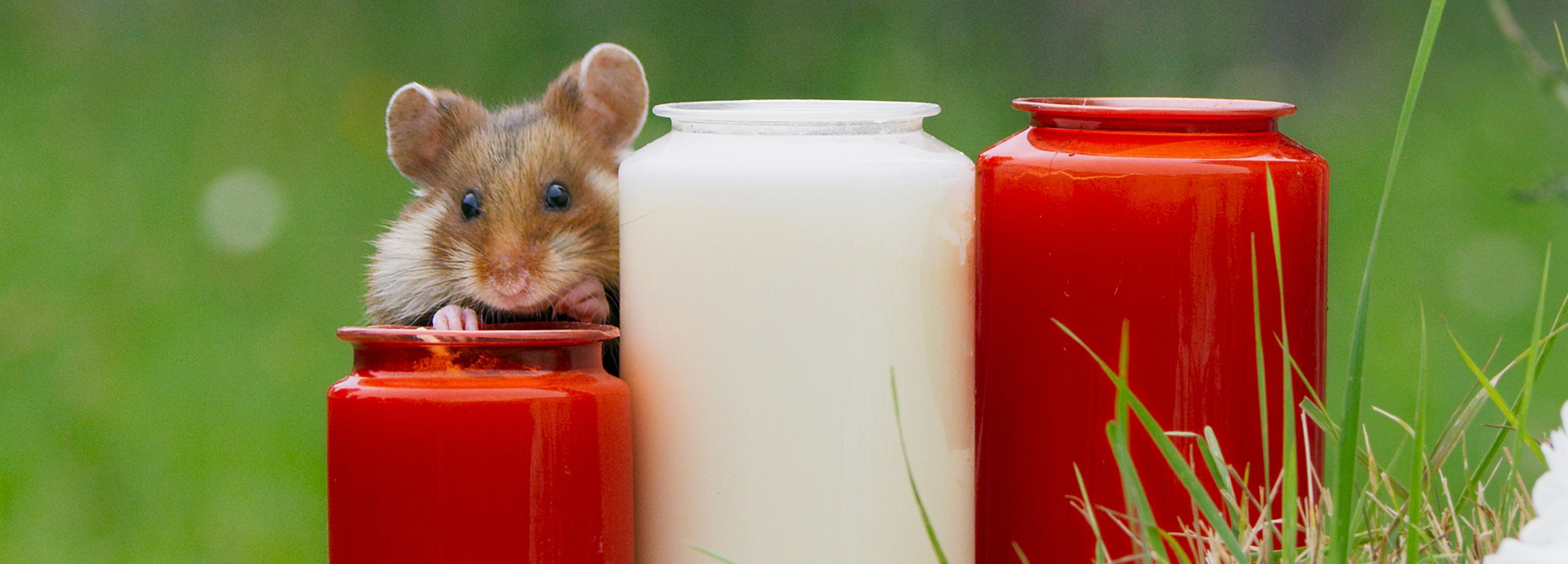 Tiny hamsters, Graveyard feast, BBC Earth, Unusual appetites, 3450x1240 Dual Screen Desktop