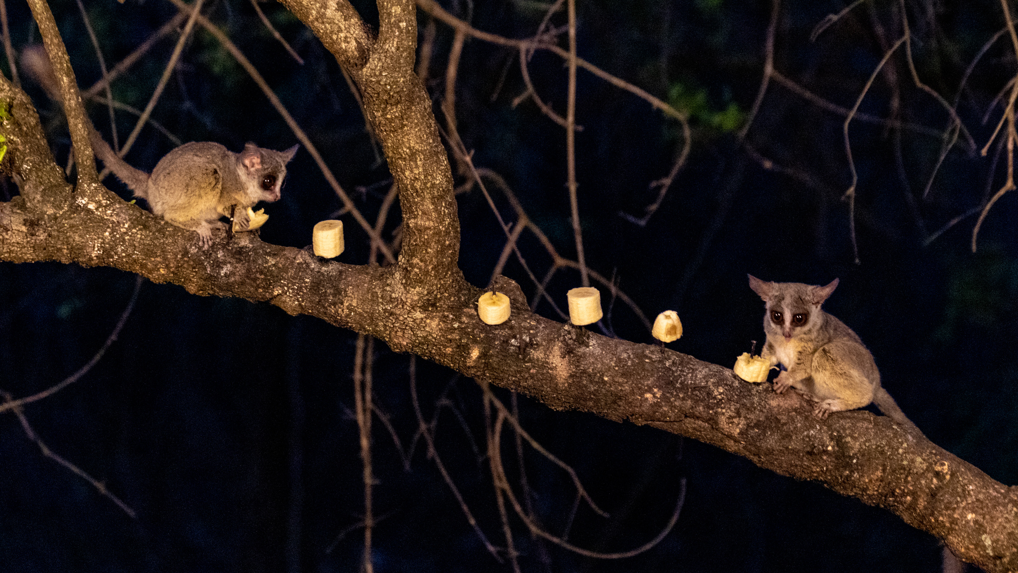 Bush Baby (Galago), Ndida's bushveld experience, Airbnb wildlife adventure, African wildlife, 2050x1160 HD Desktop