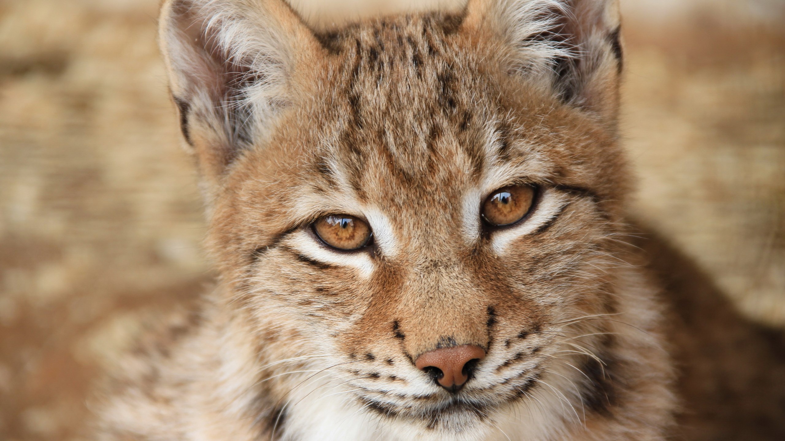 Eurasian lynx wallpapers, Iconic feline, Northern wilderness, Stealthy predator, 2560x1440 HD Desktop