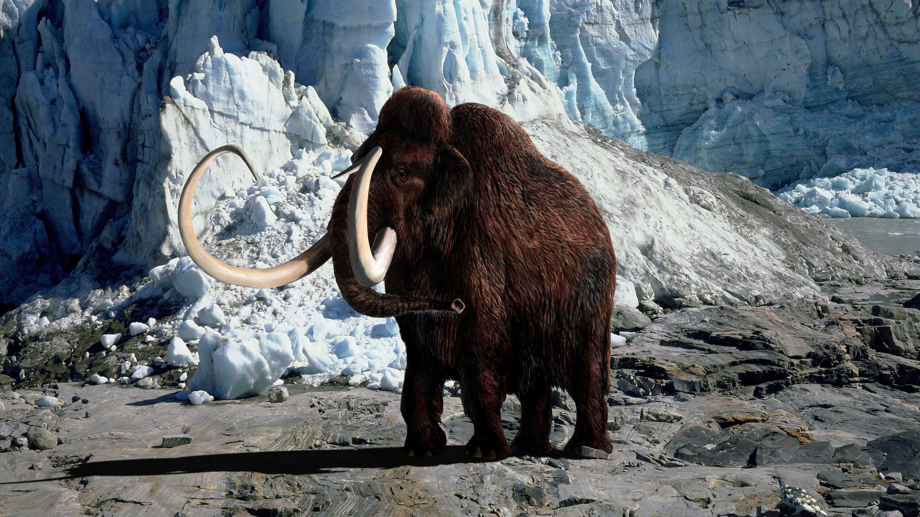 A new company, Wild mission, Bring back, Woolly mammoth, 3000x1690 HD Desktop