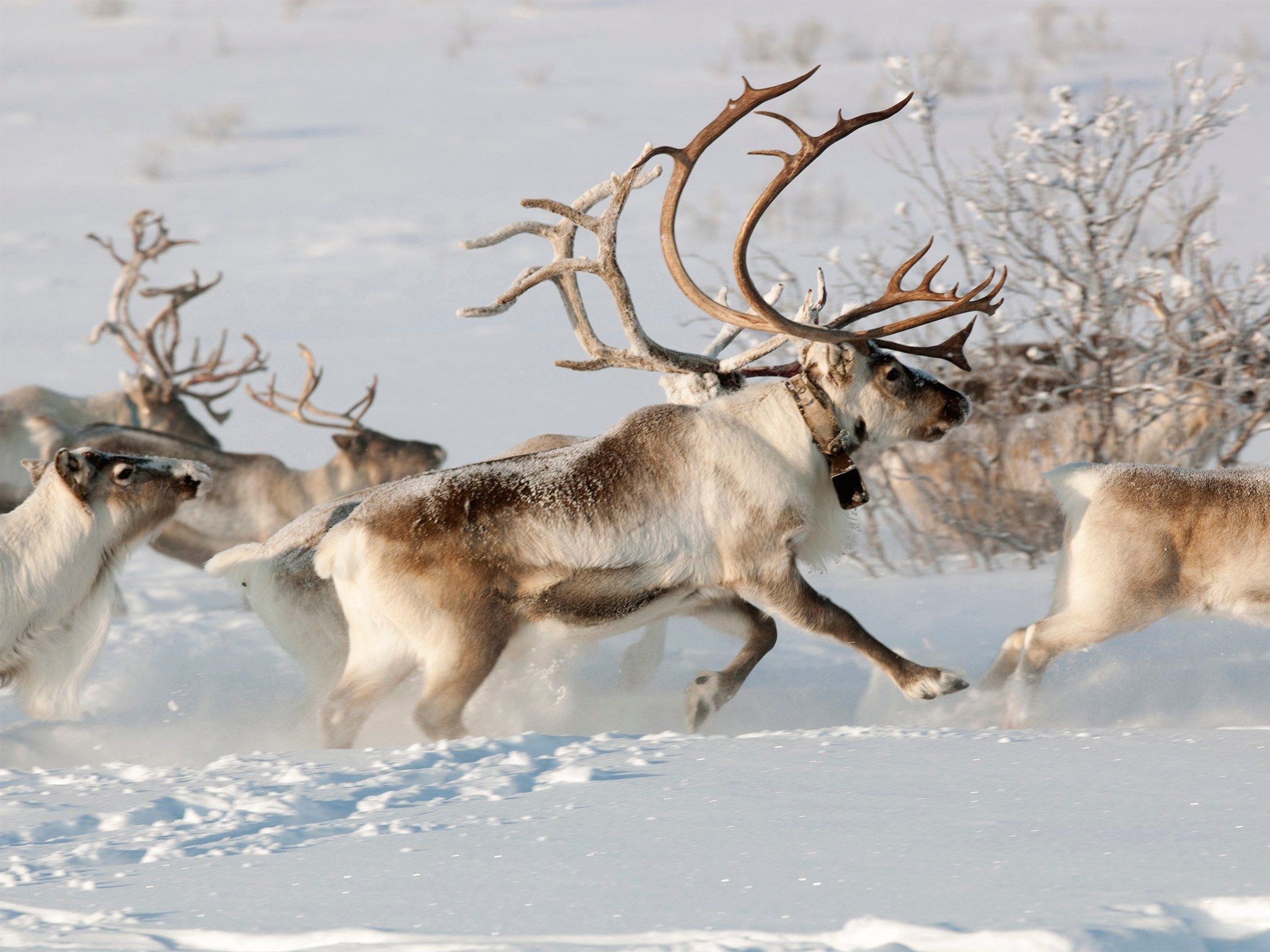 The Peary, Caribou Wallpaper, 2050x1540 HD Desktop