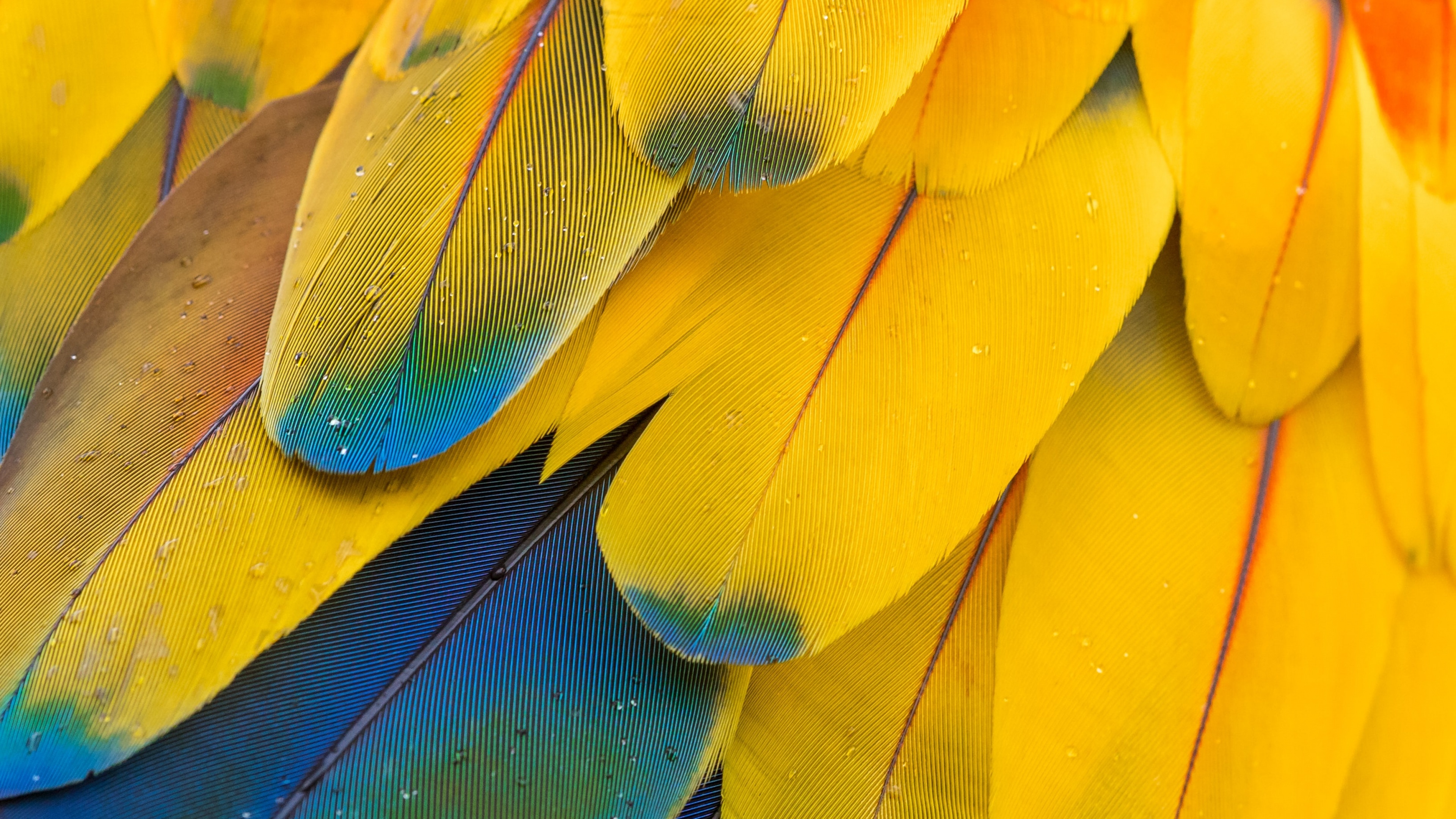 Macaw feathers, Colorful close-up, Abstract 4K wallpaper, Multicolor, 3840x2160 4K Desktop