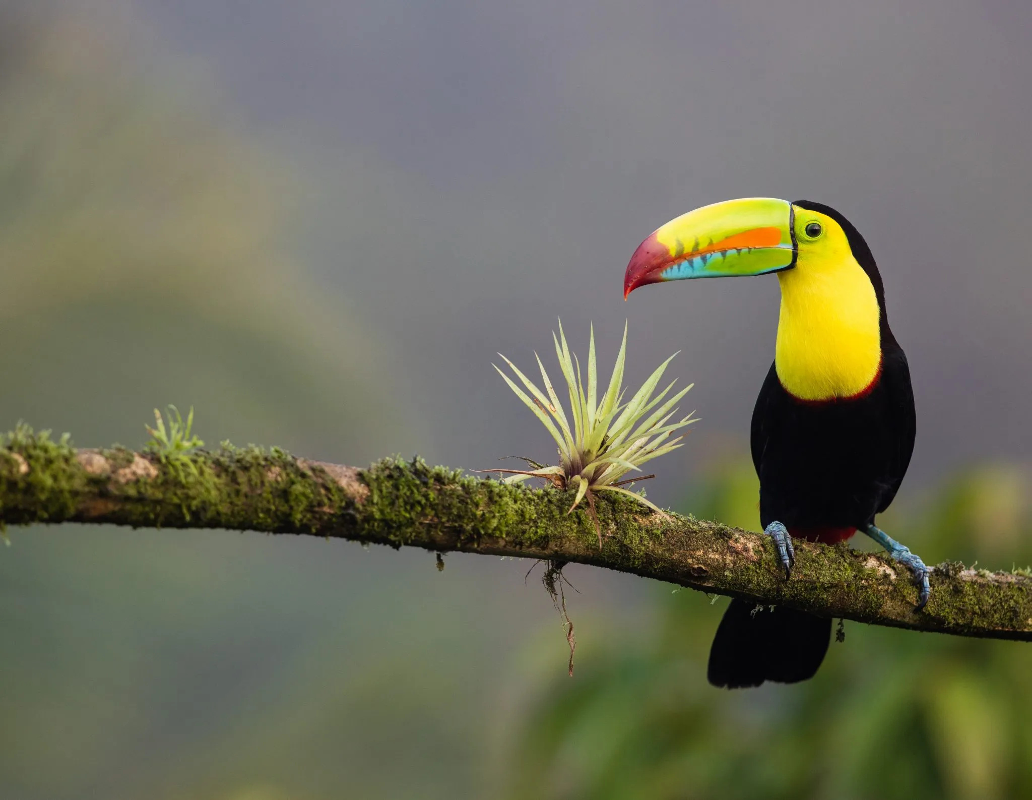 Toucan, Costa Rica Wallpaper, 2050x1590 HD Desktop