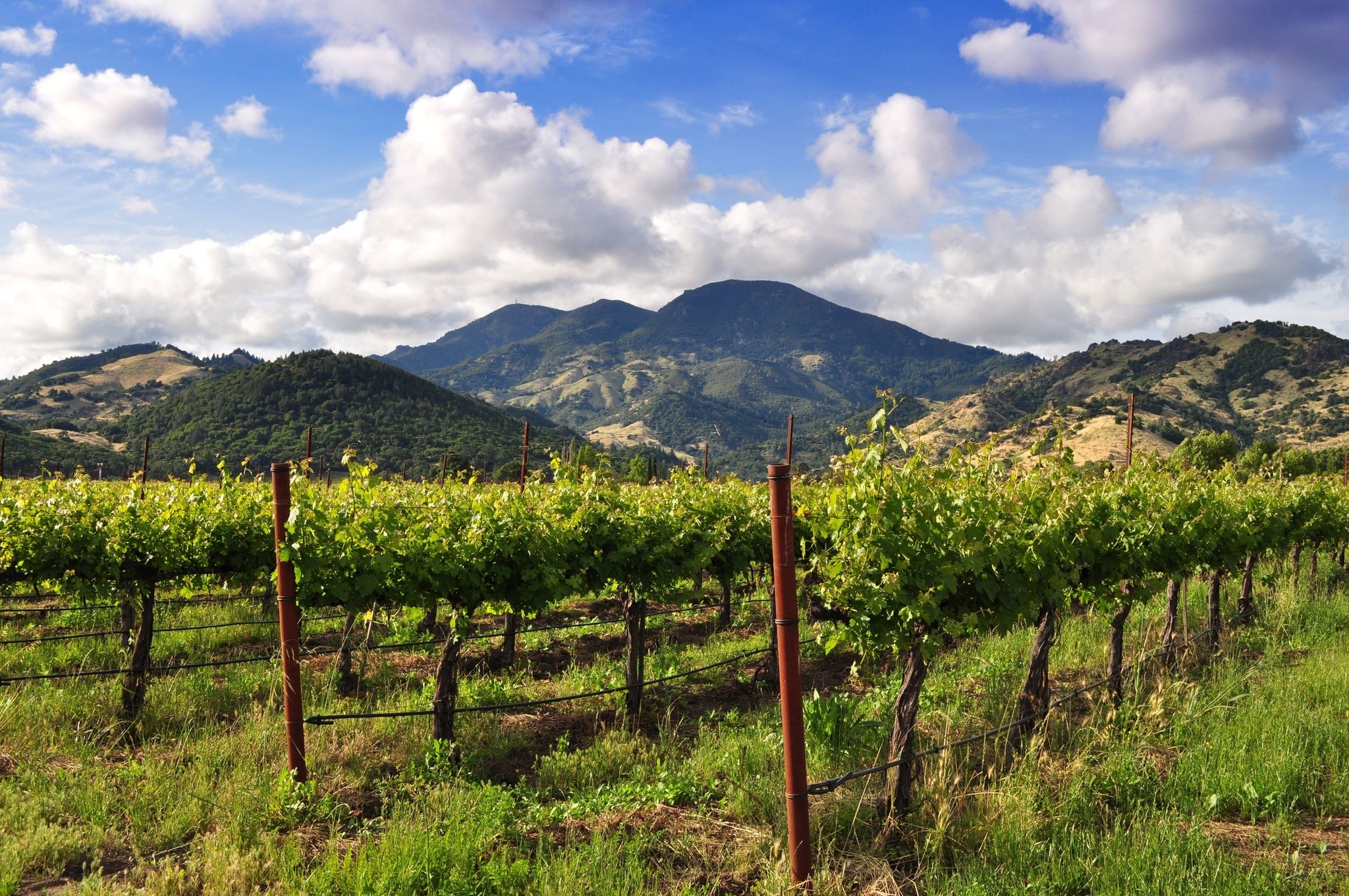 Rutherford winery, Napa Valley, Weinherz, Weingut atmosphere, 2050x1370 HD Desktop