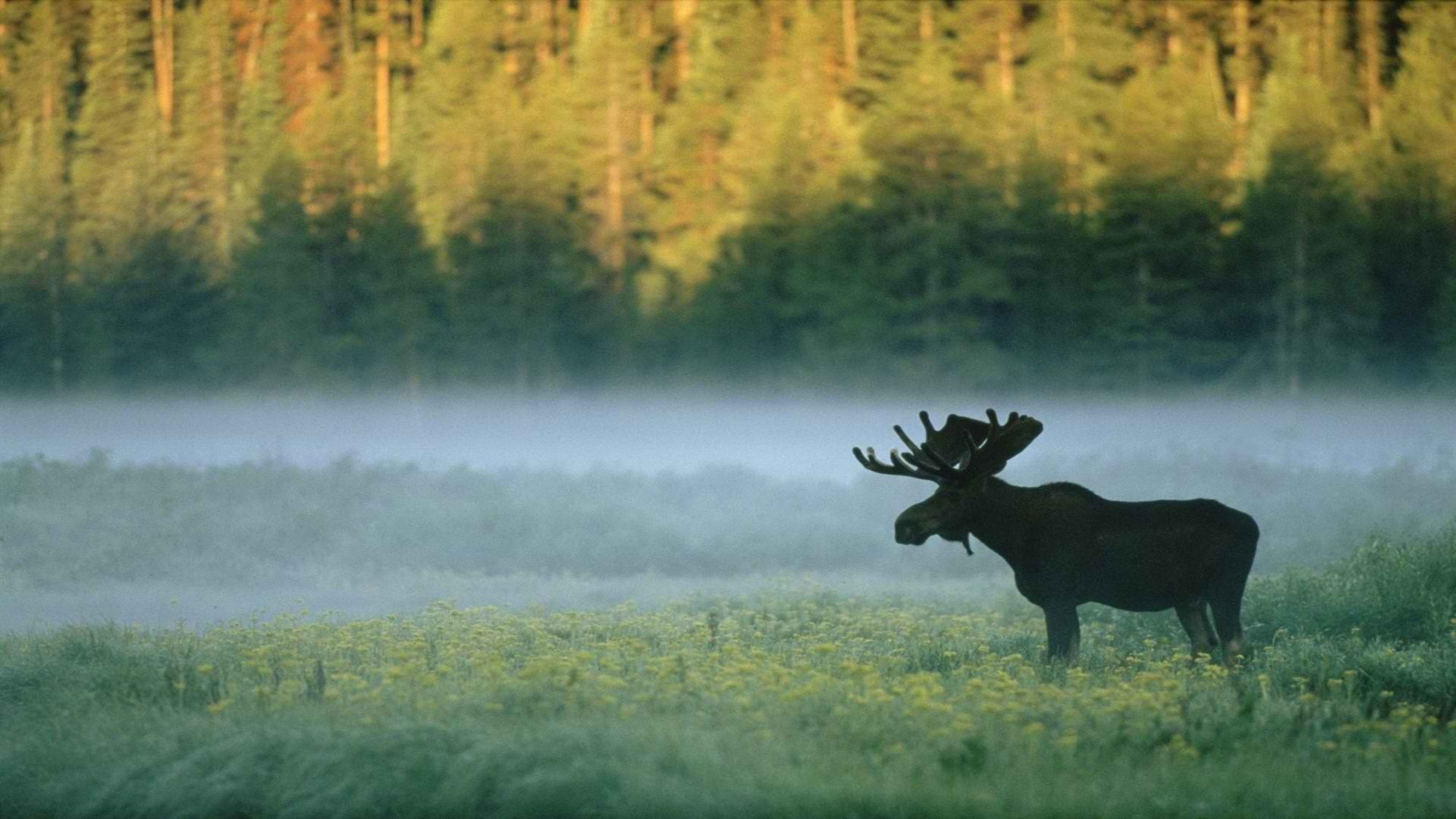 Yellowstone National Park, Misty wonderland, Standing in awe, Majestic wallpaper, 1920x1080 Full HD Desktop