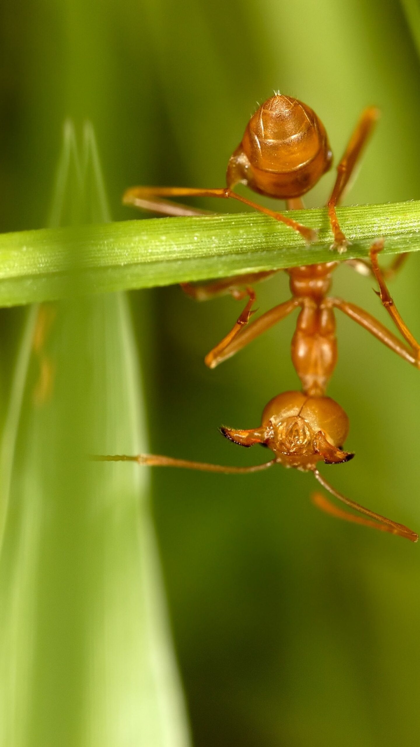 Red ant on grass, Upside-down view, Mobile wallpaper, Nature's beauty, 1440x2560 HD Phone