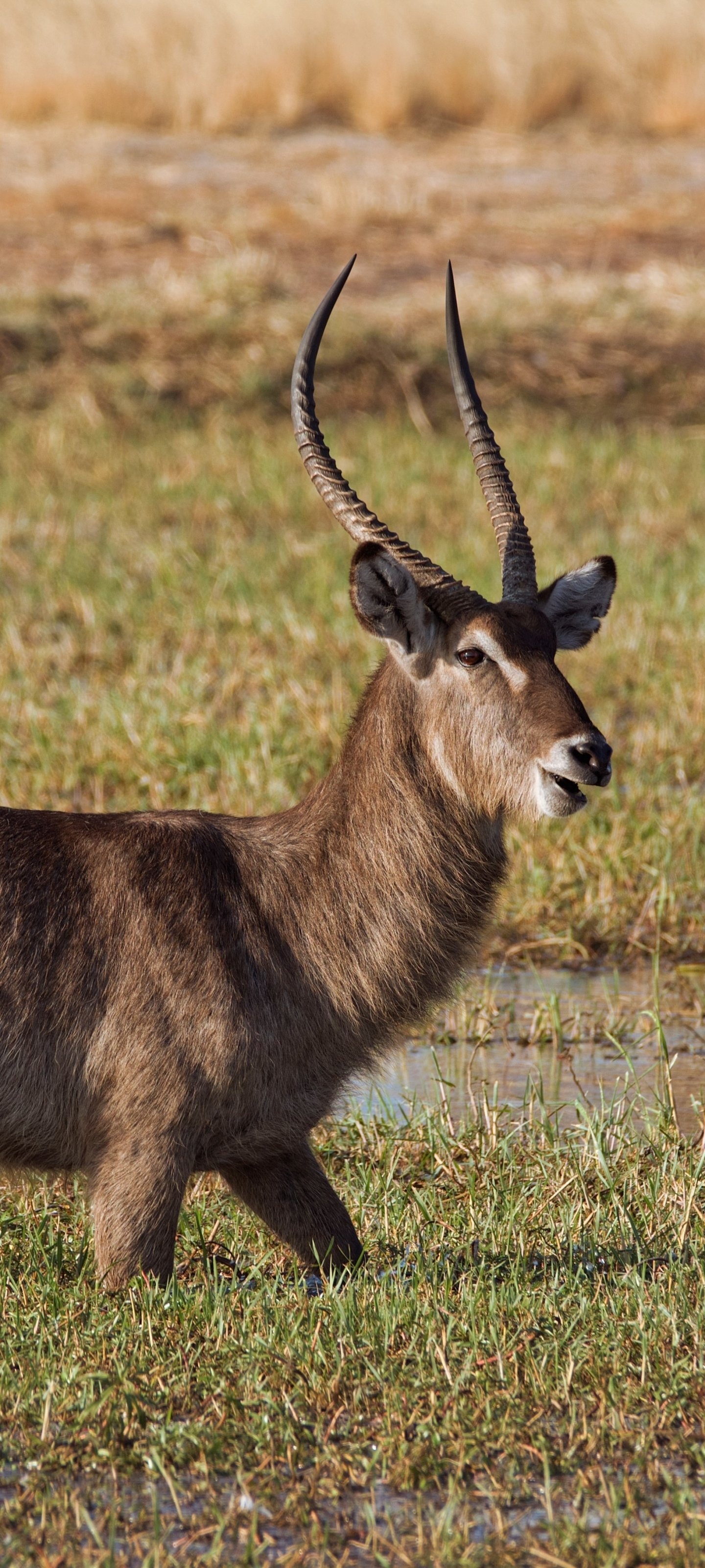 Animal antelope, Majestic wildlife, African landscapes, Natural beauty, 1440x3200 HD Phone