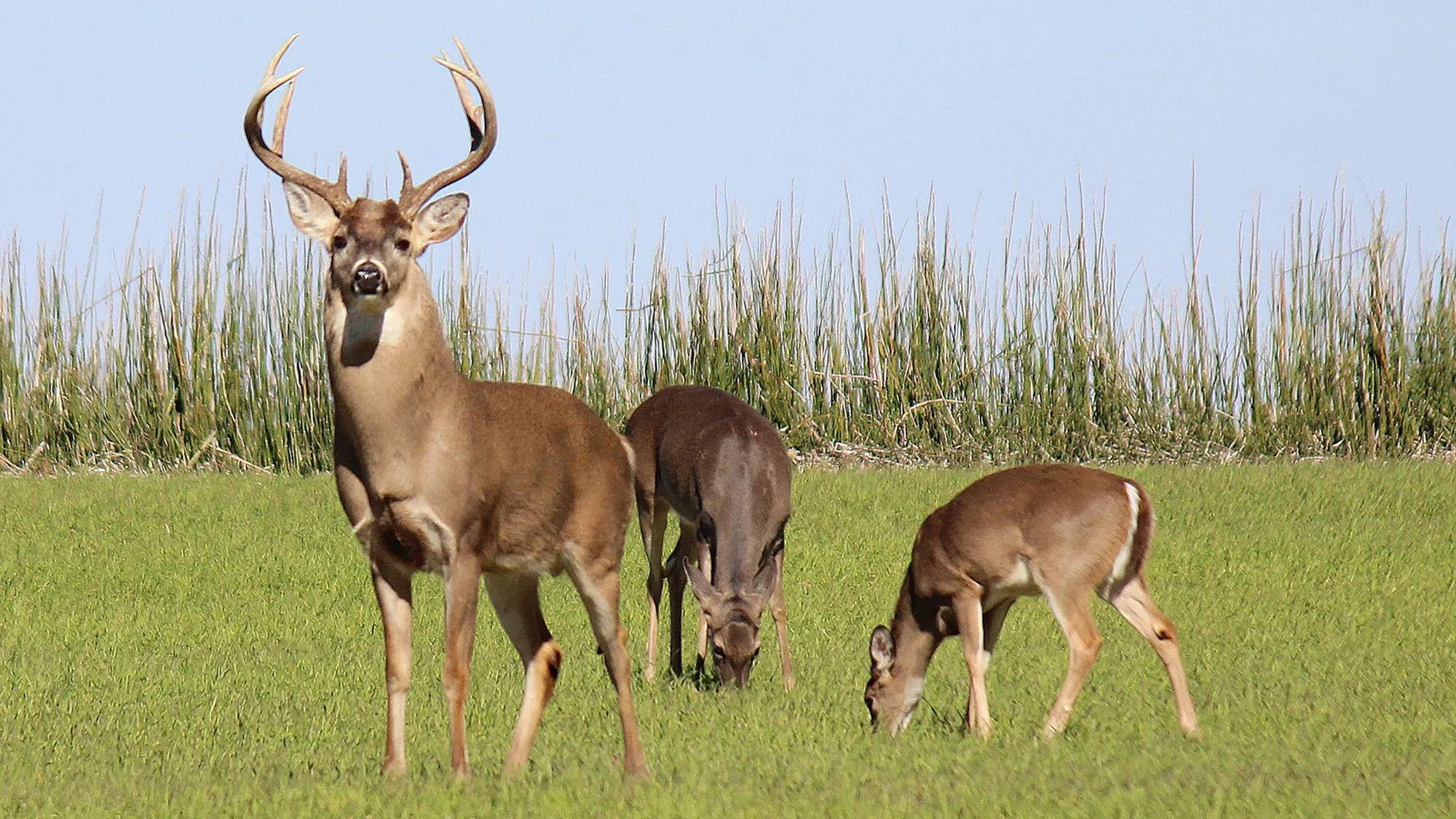 White tail deer, COVID transmission, Safe meat consumption, Public health concerns, 2000x1130 HD Desktop