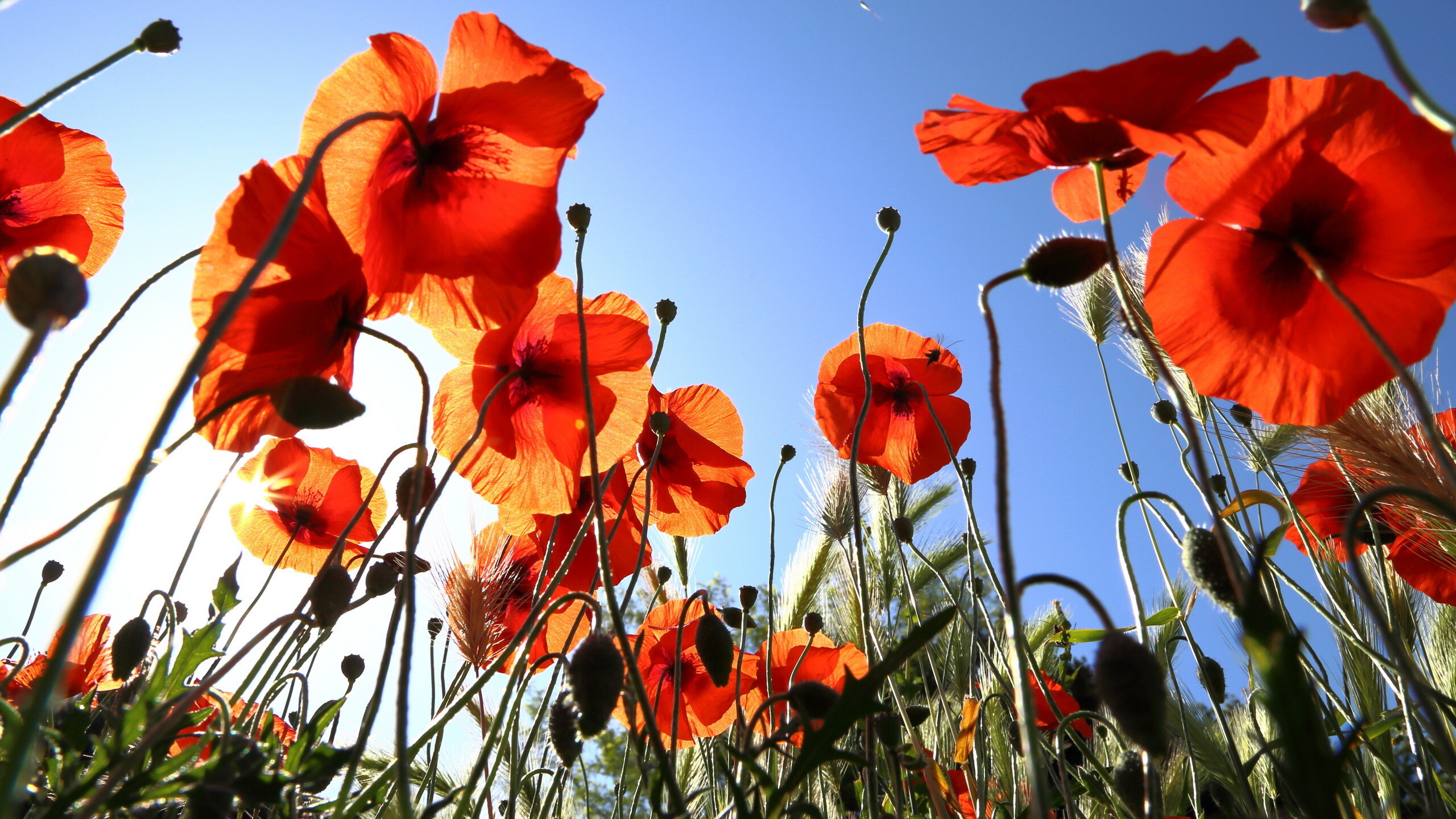 Poppy, HD wallpaper, Vibrant petals, Nature's artistry, 2560x1440 HD Desktop