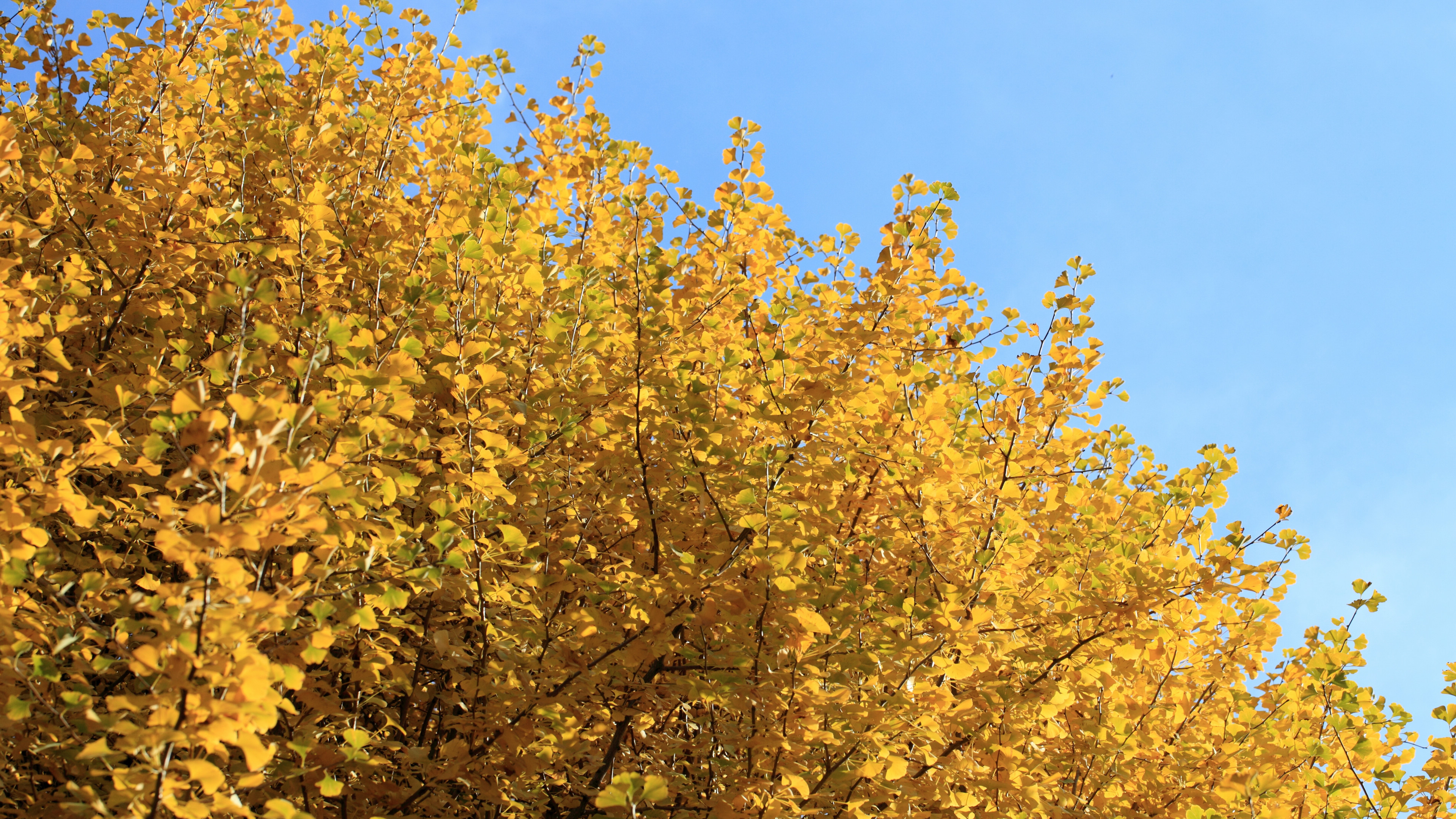 Ginkgo Biloba, Natural beauty, Captivating scenery, Enchanting view, 3840x2160 4K Desktop