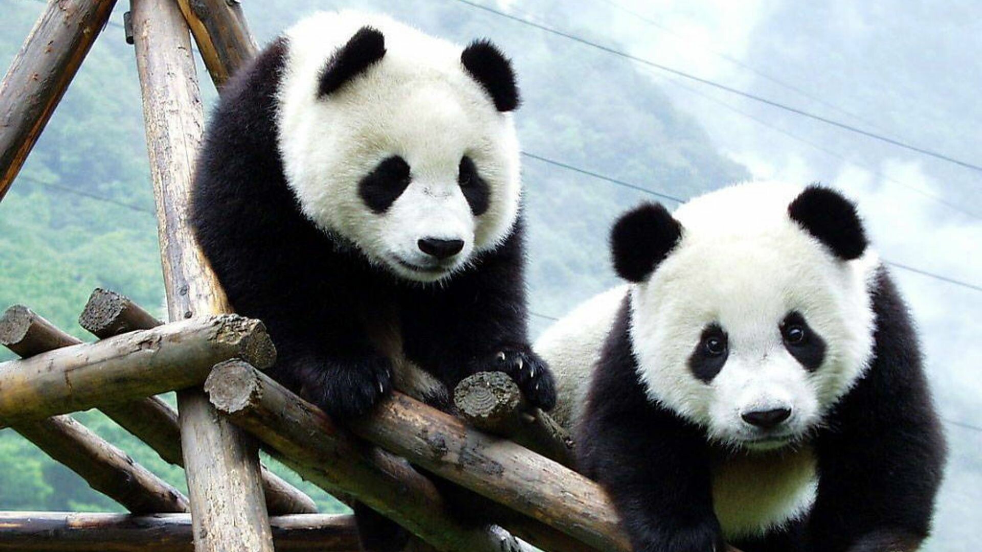 Siblings, Pandas Wallpaper, 1920x1080 Full HD Desktop