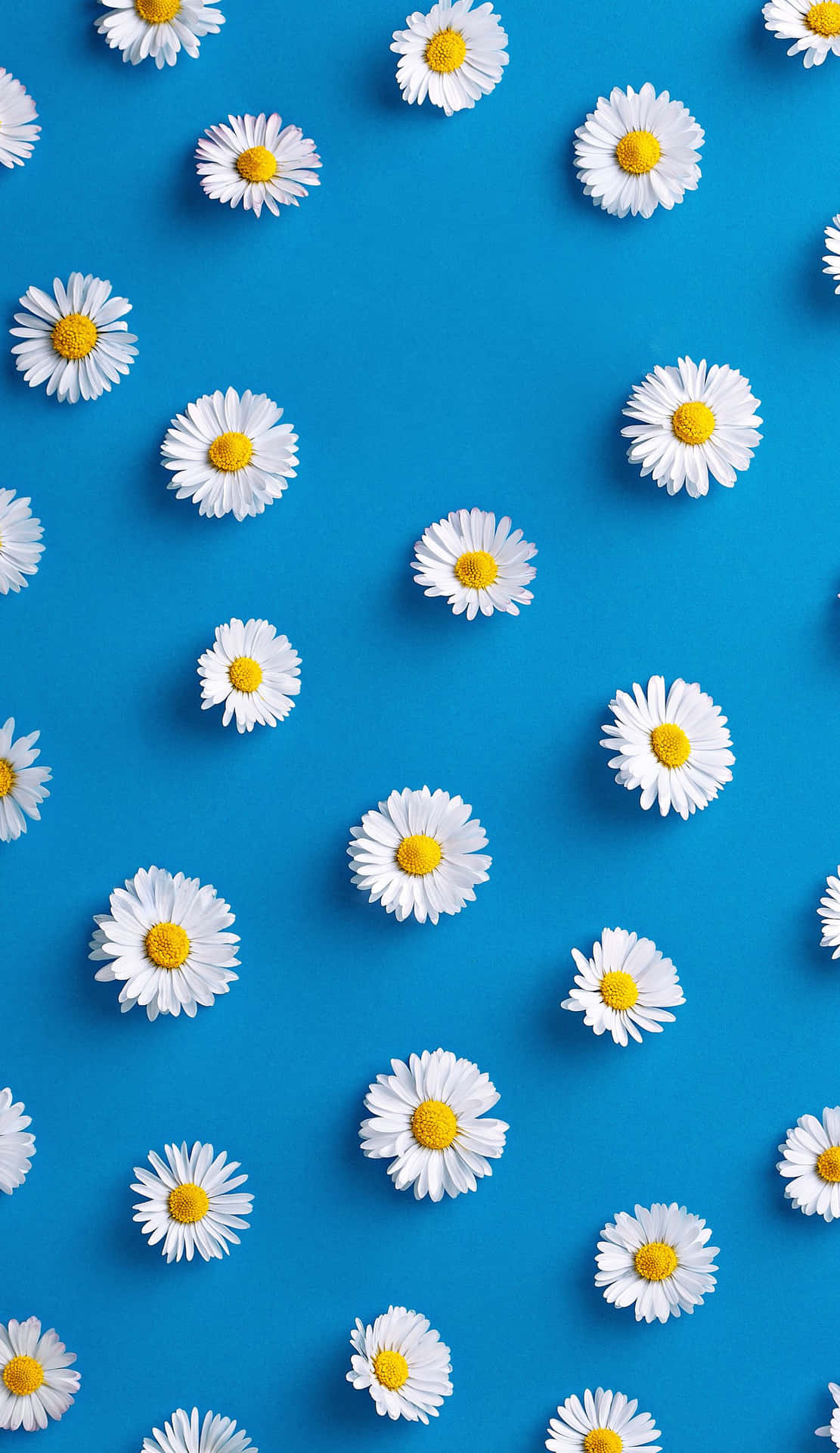 Daisies, Cute iPhone Backgrounds Wallpaper, 1120x1920 HD Phone