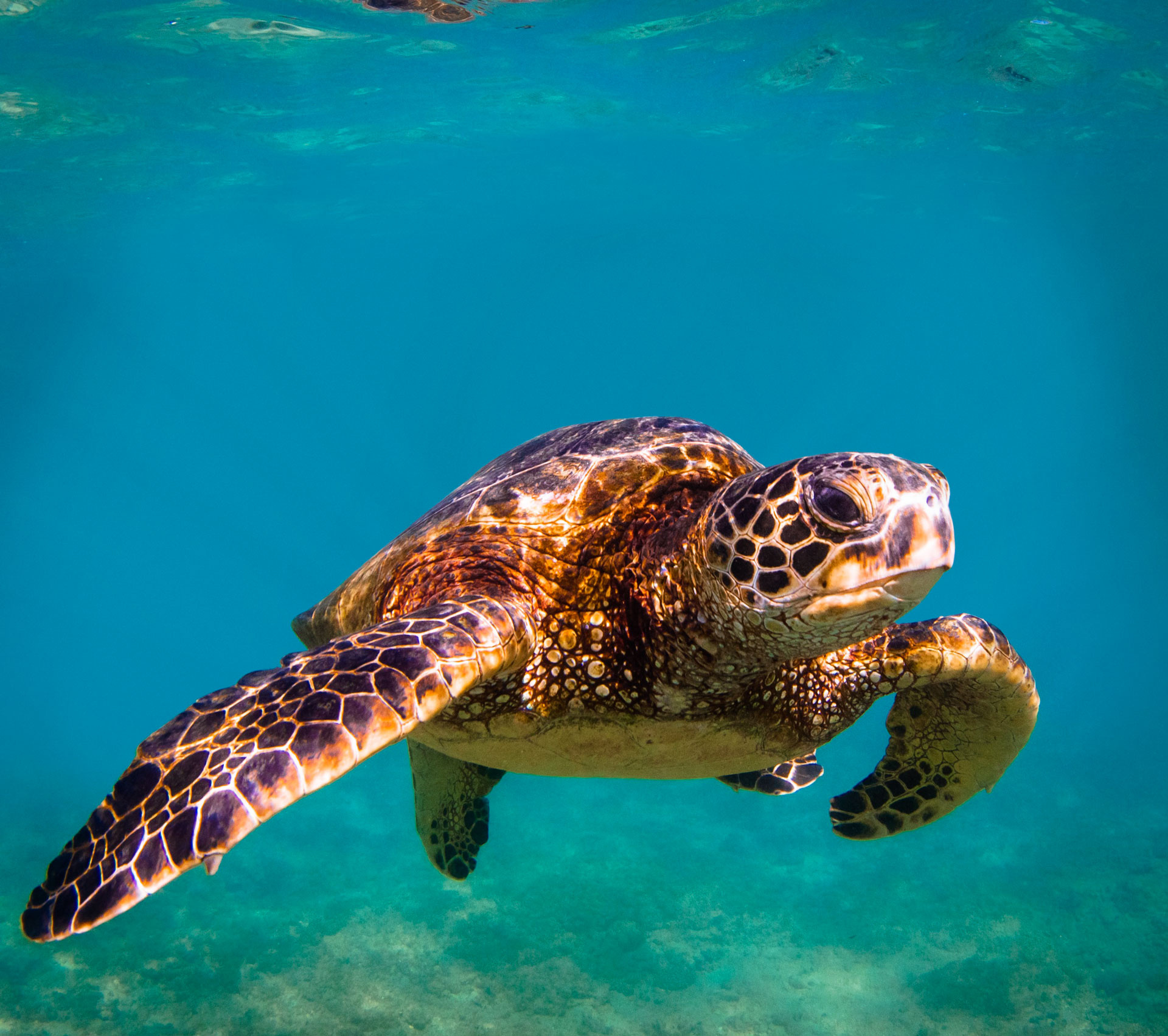 Kids sea turtle discovery, Sea turtle, Time for kids, Sea turtle zone, 1920x1710 HD Desktop