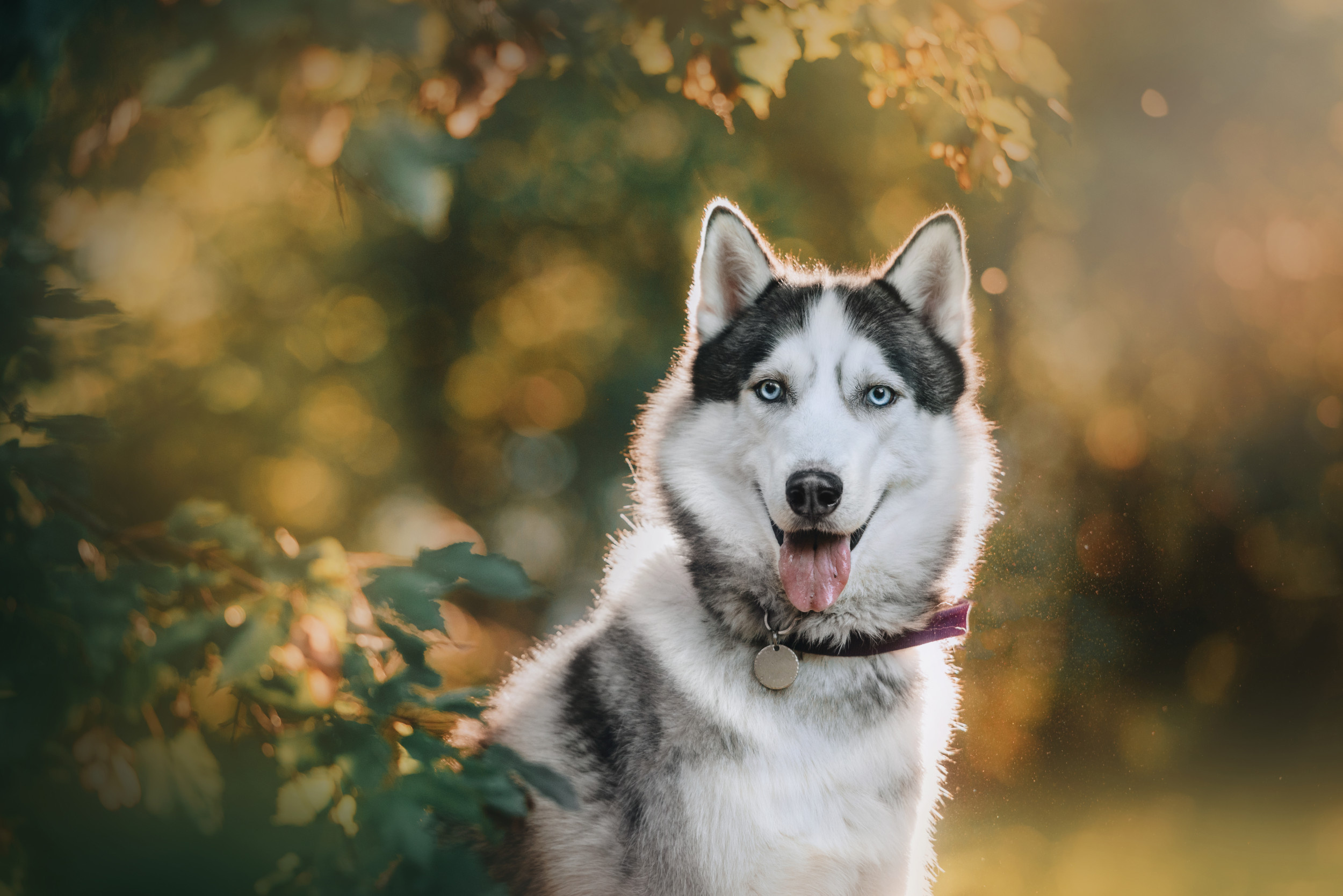 Epic husky fall, Hilarious swimming pool mishap, Viral online sensation, Unforgettable moment, 2500x1670 HD Desktop