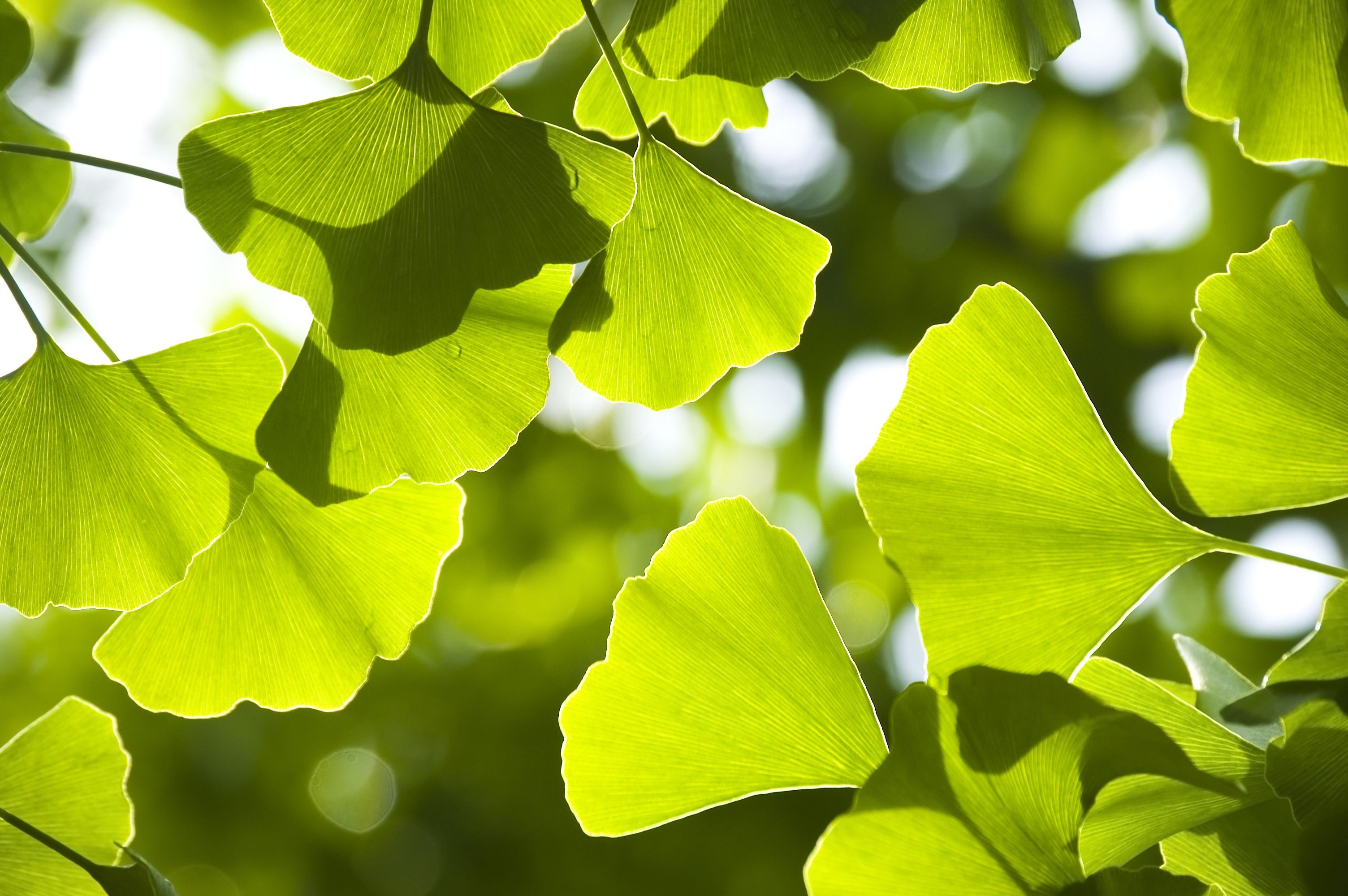 Ginkgo Biloba, Enchanting wallpapers, Serene background, Natural beauty, 3010x2000 HD Desktop