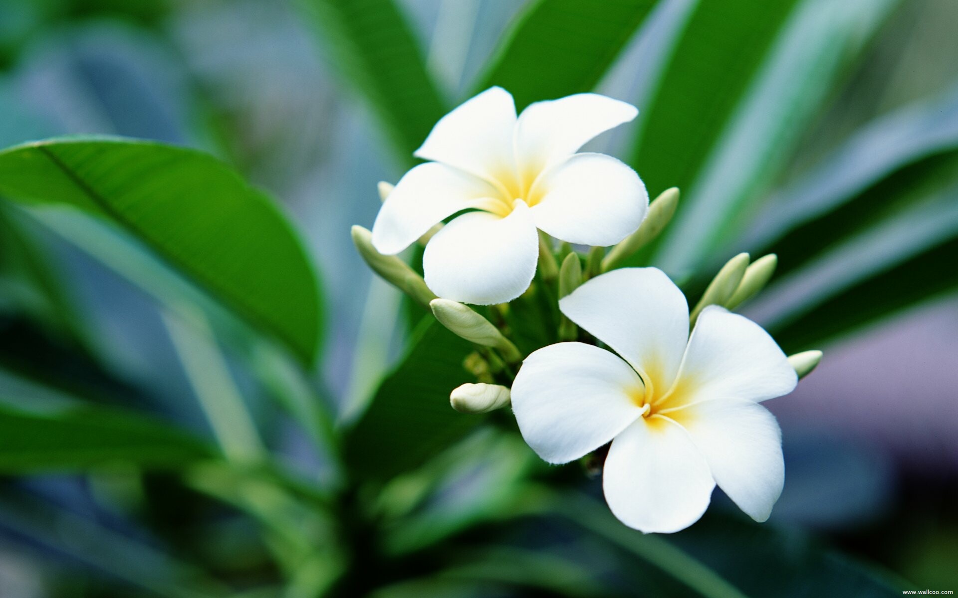 HD wallpaper, Background image, Frangipani beauty, Colorful blossom, 1920x1200 HD Desktop