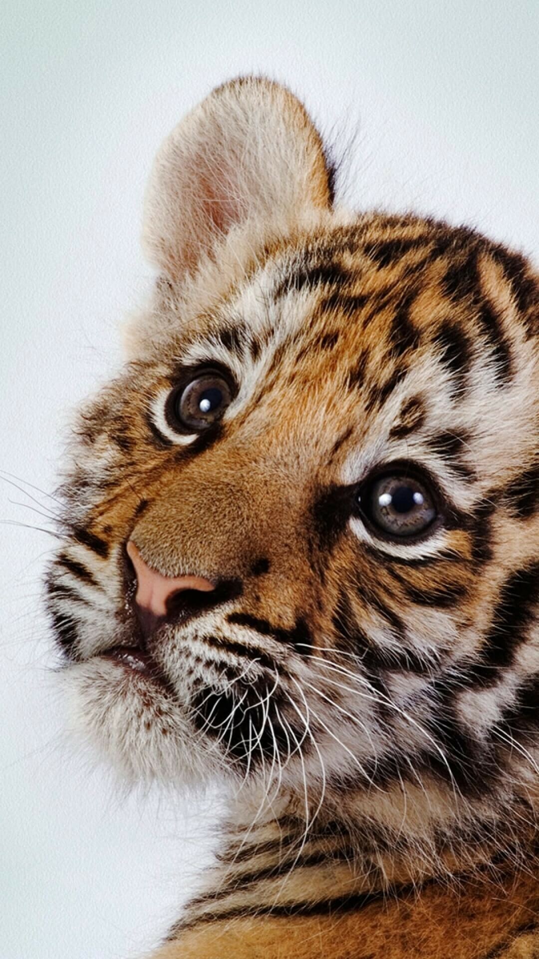 Cute baby tiger, Desktop mobile tablet, Supreme wallpaper, Fuzzy cuteness, 1080x1920 Full HD Phone