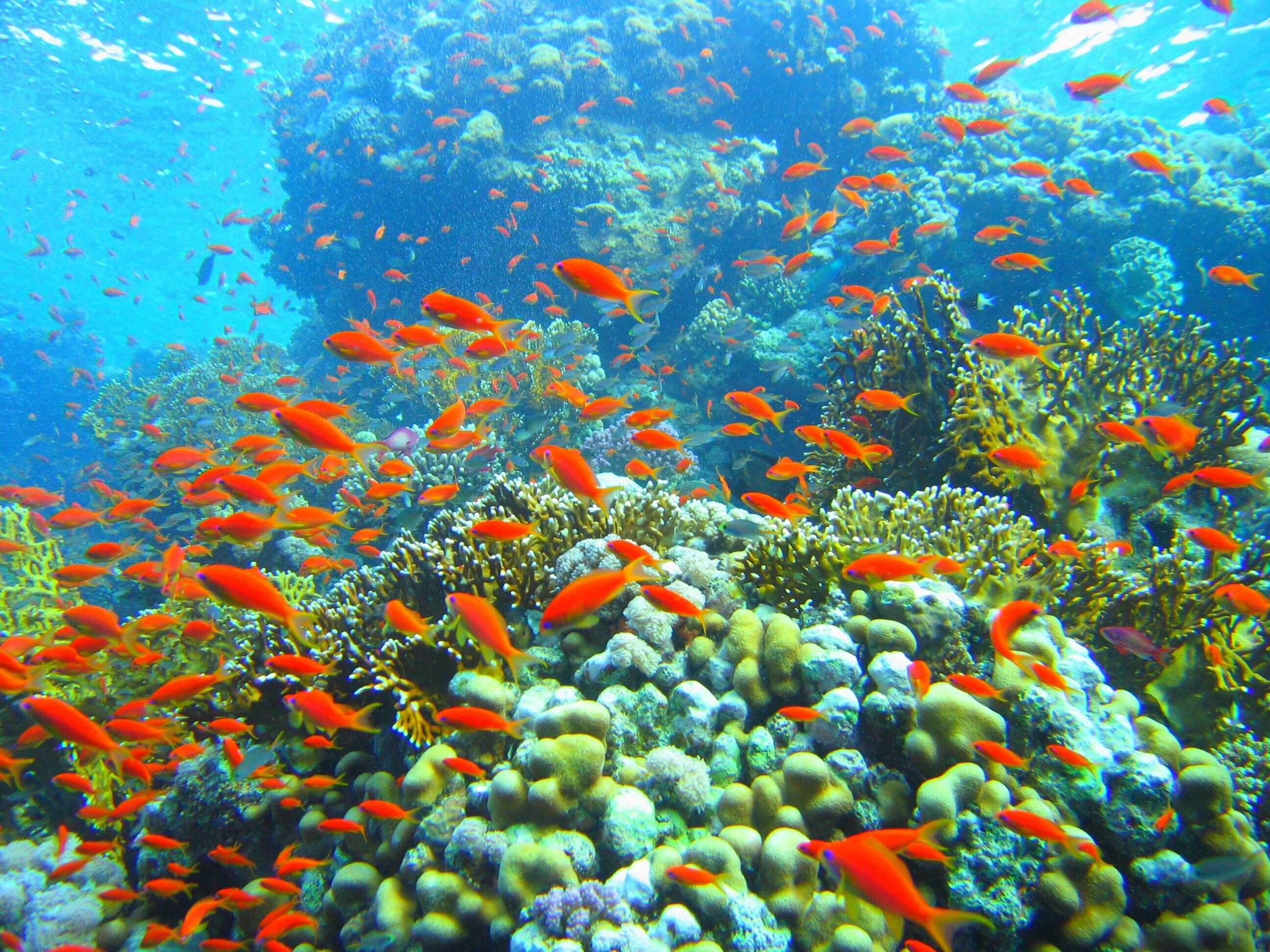 Great Barrier Reef, Marine biodiversity, Queensland, Underwater wonders, 2600x1950 HD Desktop