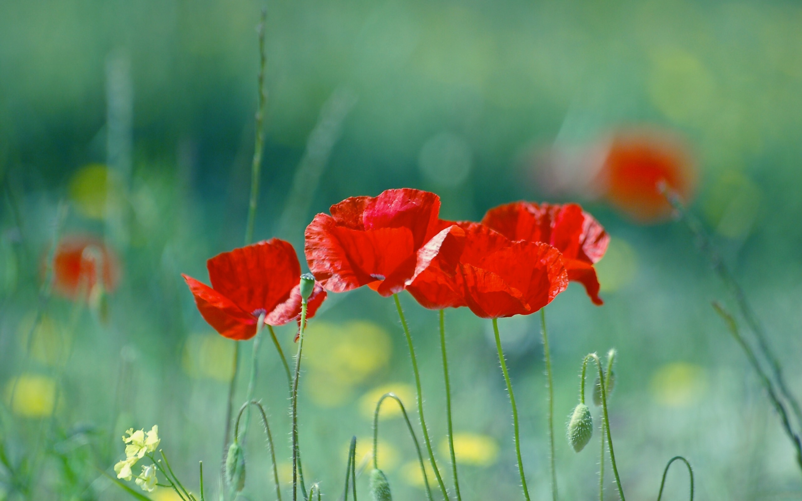 Vibrant red poppy, Nature's beauty, Free-spirited flower, Poppy blossom, 2560x1600 HD Desktop