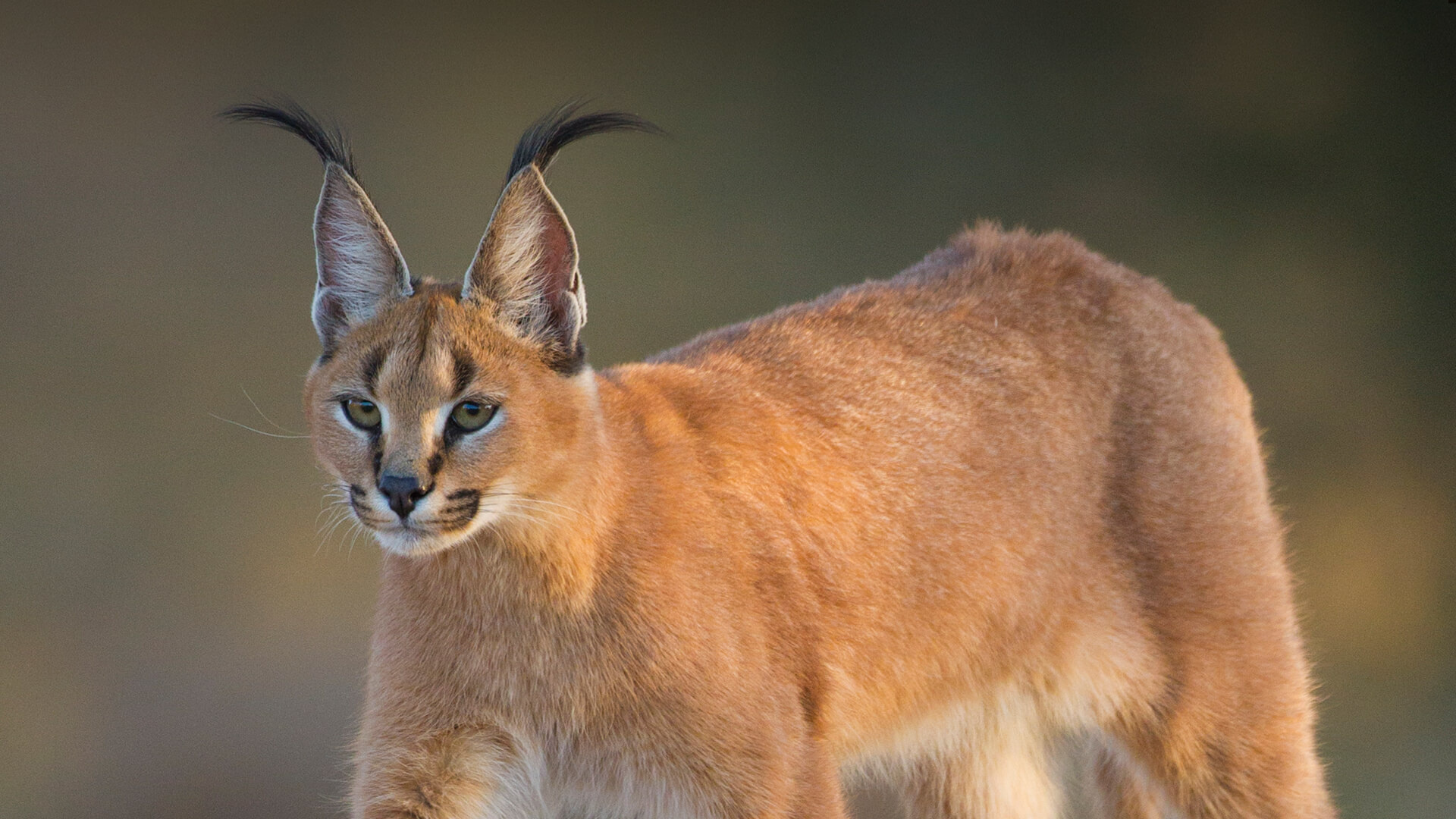 Stunning caracal, Intricate patterns, Artistic composition, Beautiful creature, 1920x1080 Full HD Desktop