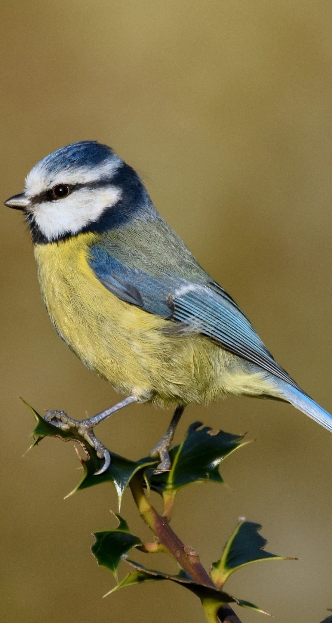 Blue Tit, Delicate Songbird, Cute and Petite, Sky Blue Elegance, 1080x2030 HD Phone