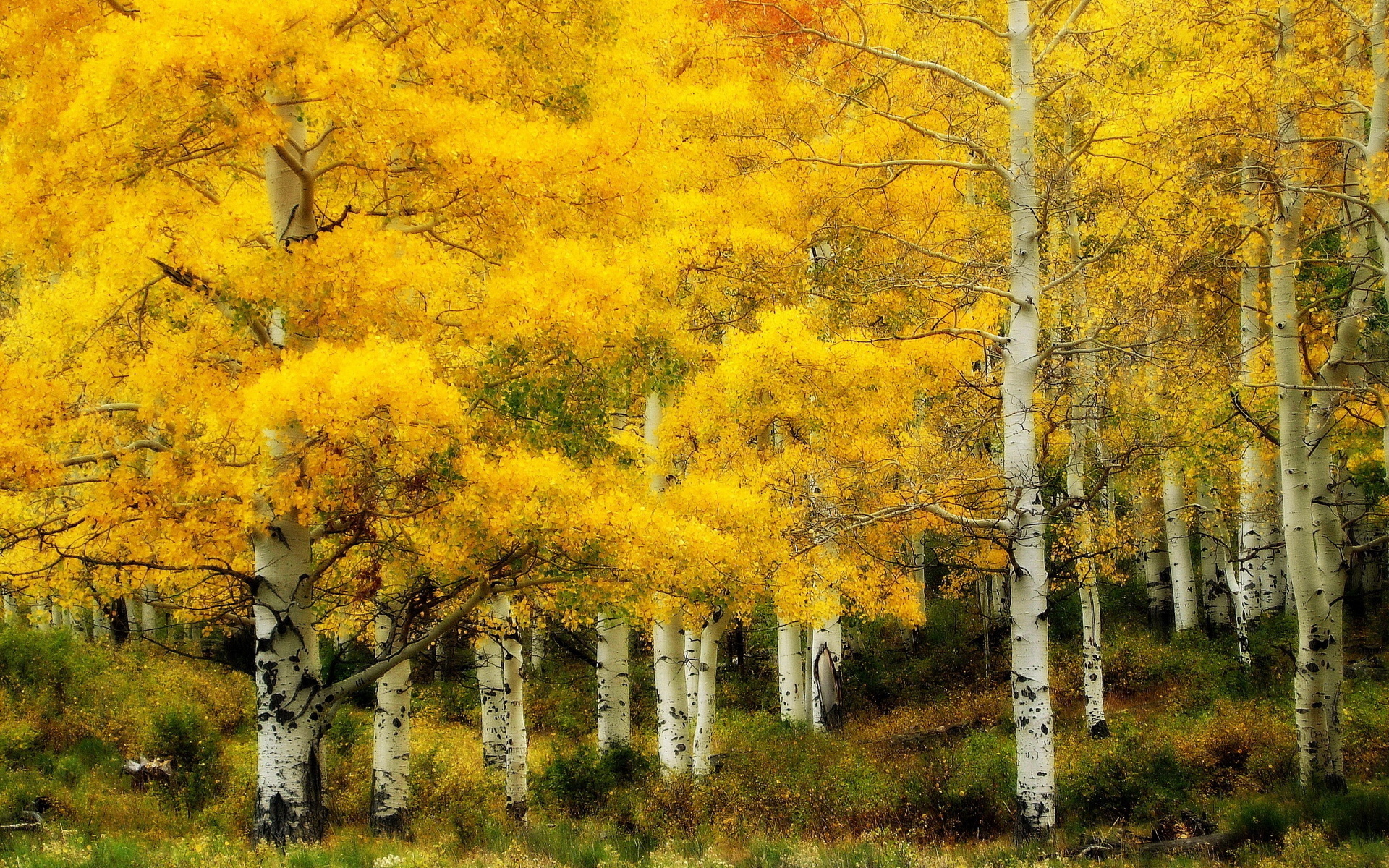 Birch HD wallpapers, Natural charm, Majestic presence, Organic beauty, 1920x1200 HD Desktop