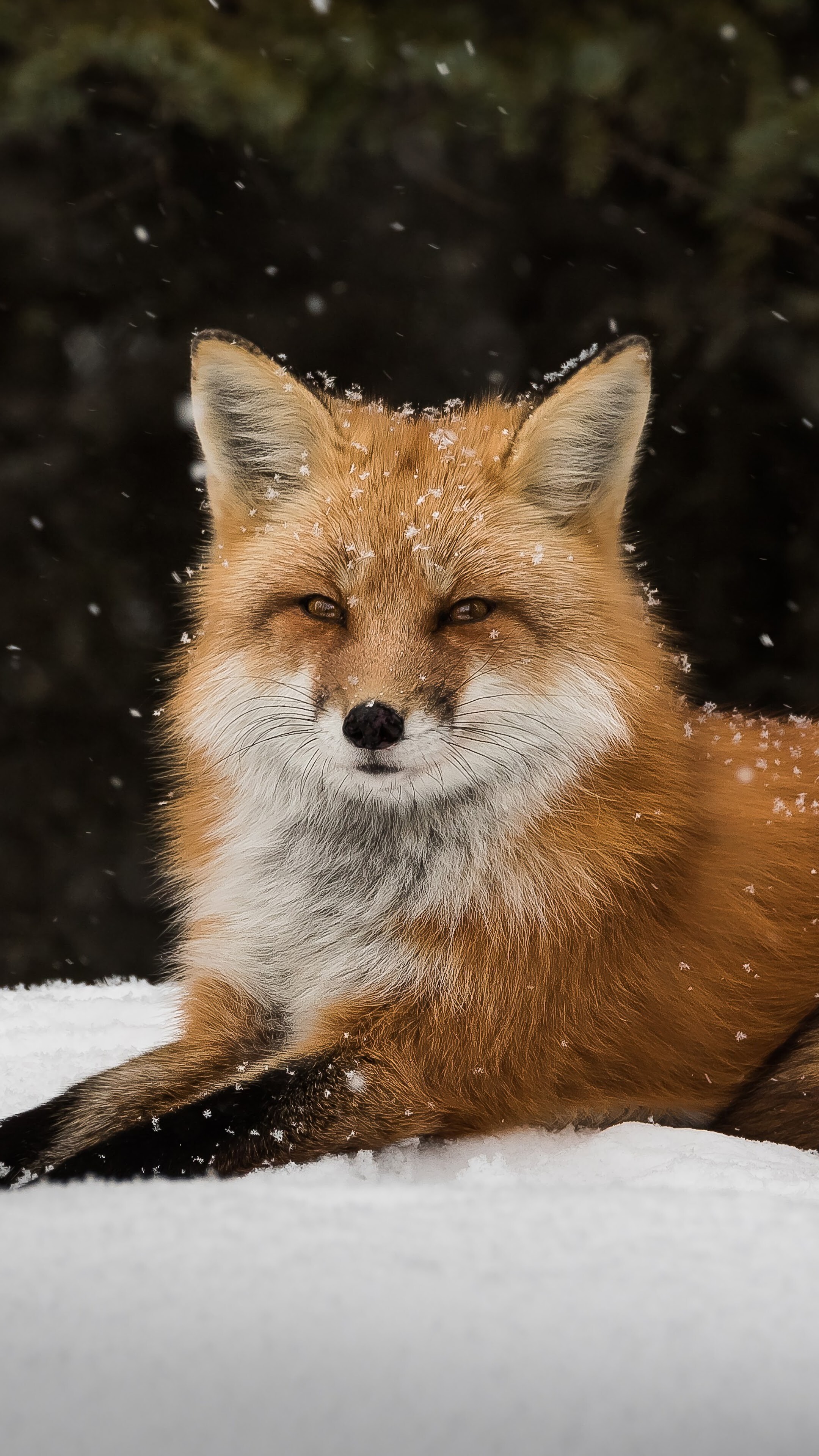 Red fox, Snowfall scenery, PC desktop, 4K wallpaper, 2160x3840 4K Phone