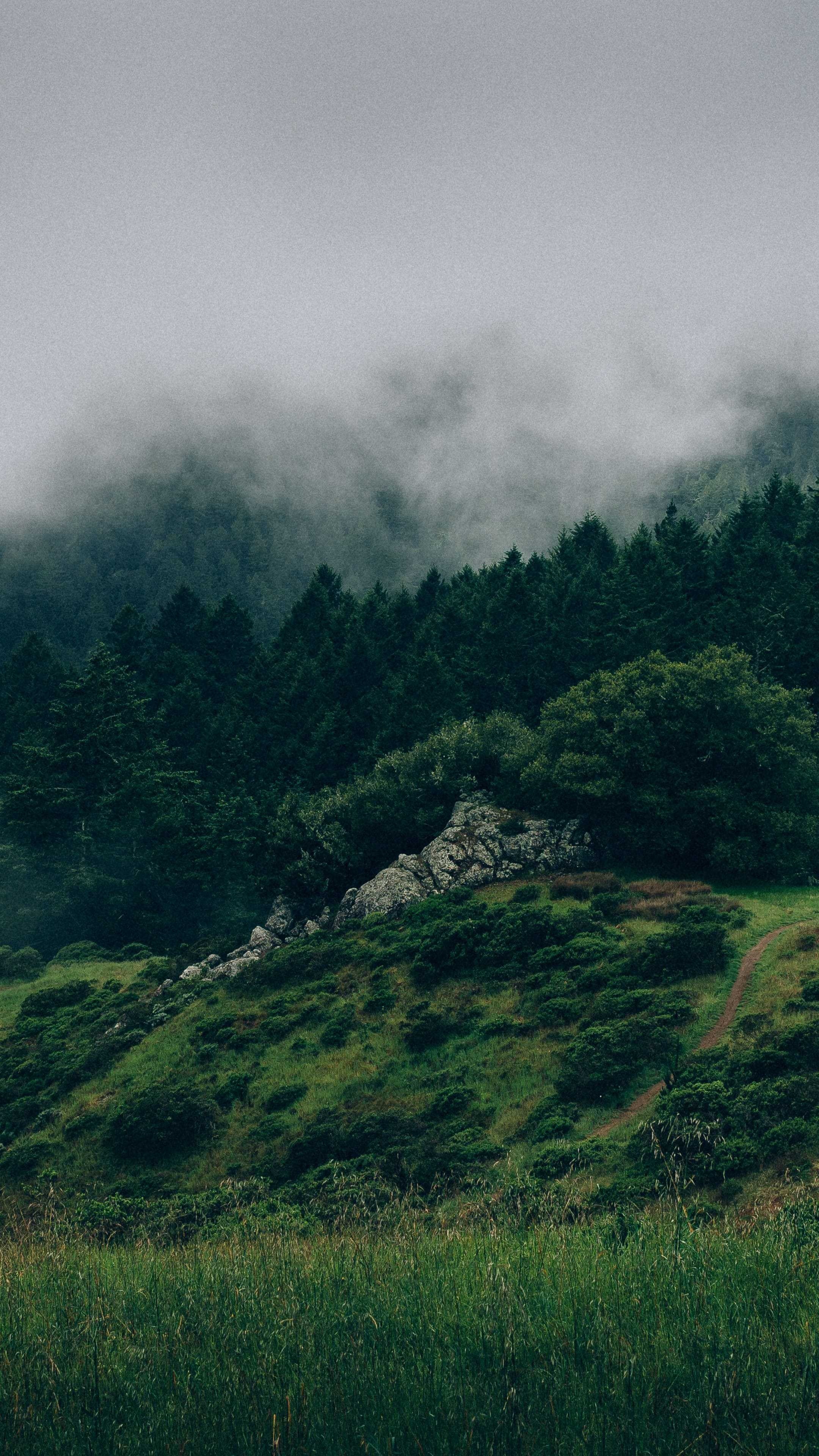 Foggy forest, Nature's mist, Enshrouded beauty, Mysterious woods, 2160x3840 4K Phone