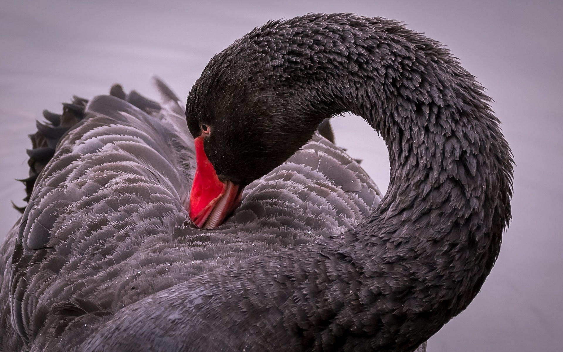 Black Swan, Lake, Birds, Wildlife, 1920x1200 HD Desktop