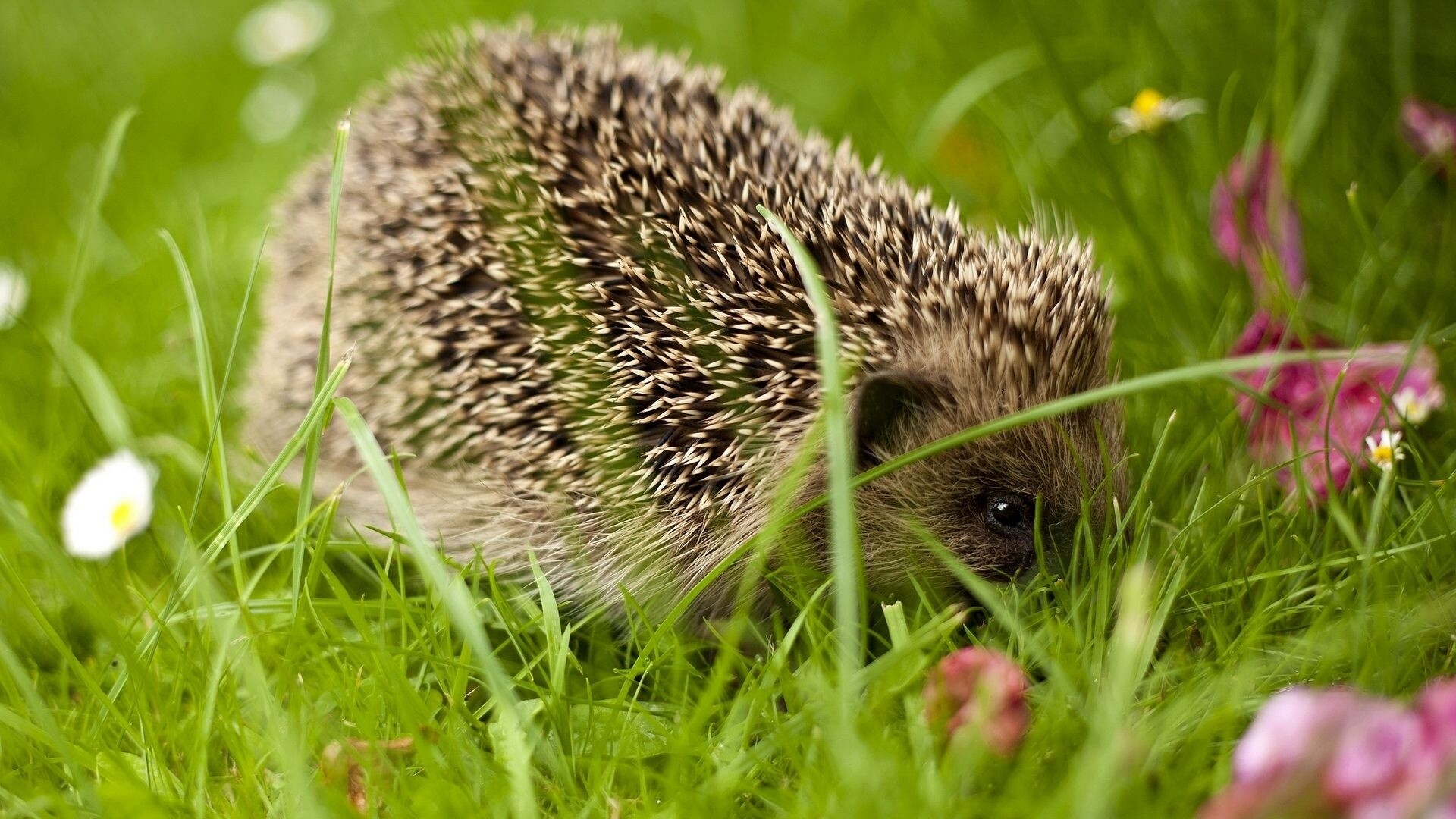 Hedgehog, Whimsical wonders, Mystical creatures, Nature's tiny explorers, 1920x1080 Full HD Desktop