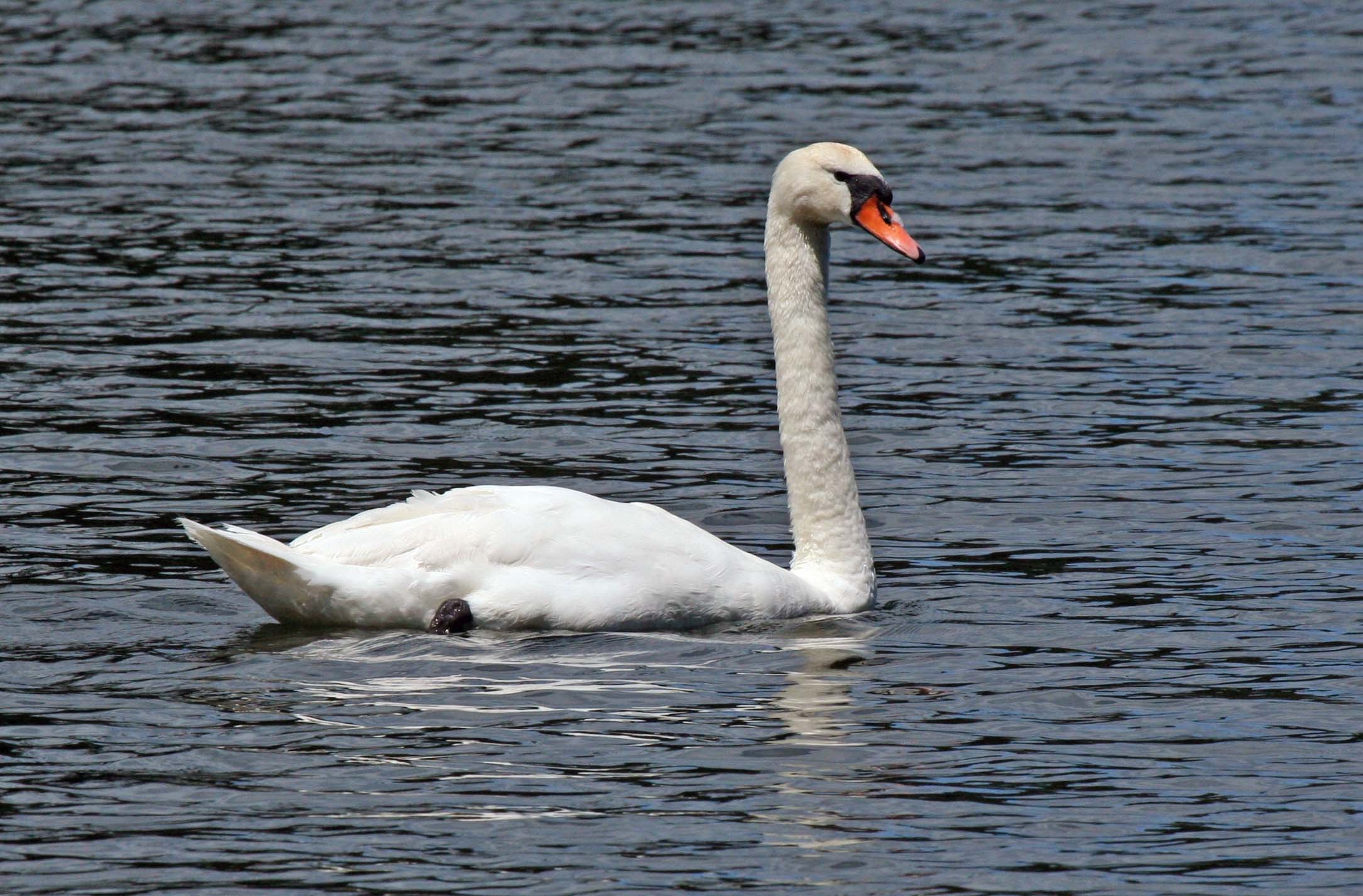 Mute swan, New Zealand birds, Online mute, Swan new, 2170x1430 HD Desktop