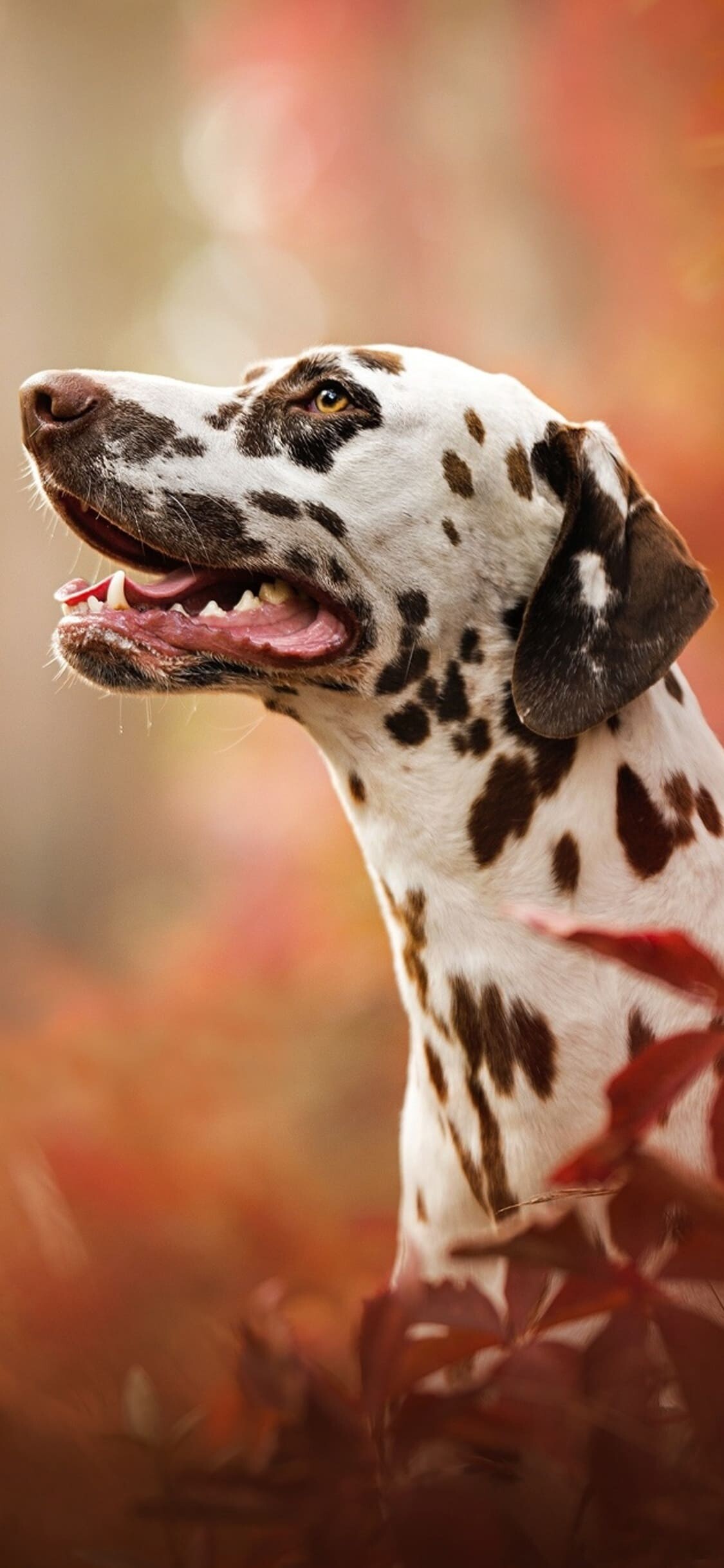 Dalmatian, Dogs Wallpaper, 1130x2440 HD Phone