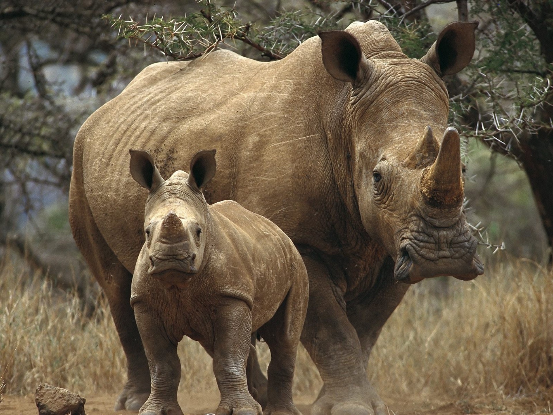 Rhino gallery, Striking images, Breathtaking visuals, Wildlife photography, 1920x1440 HD Desktop