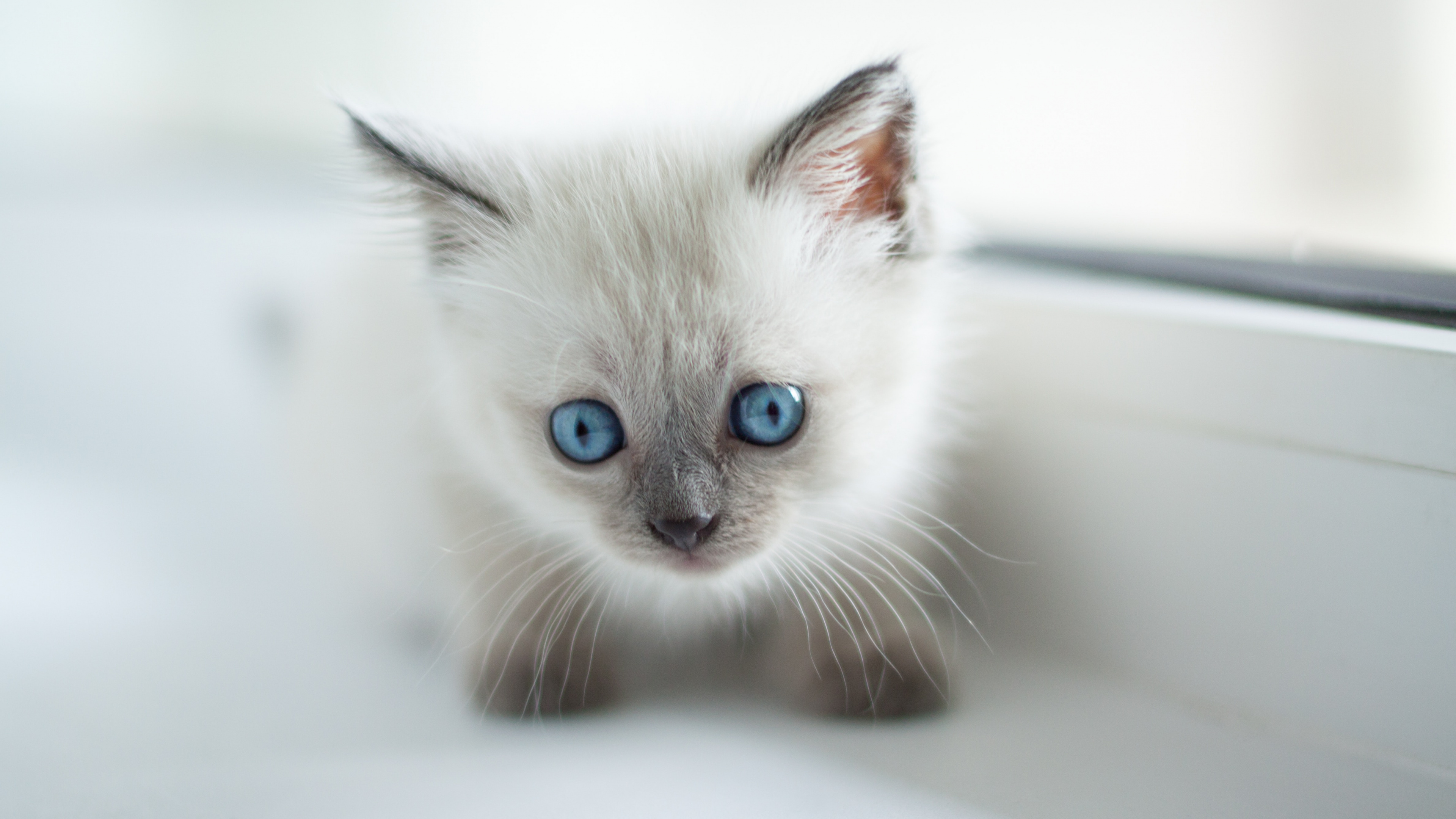 Kitten, Birman Wallpaper, 3840x2160 4K Desktop