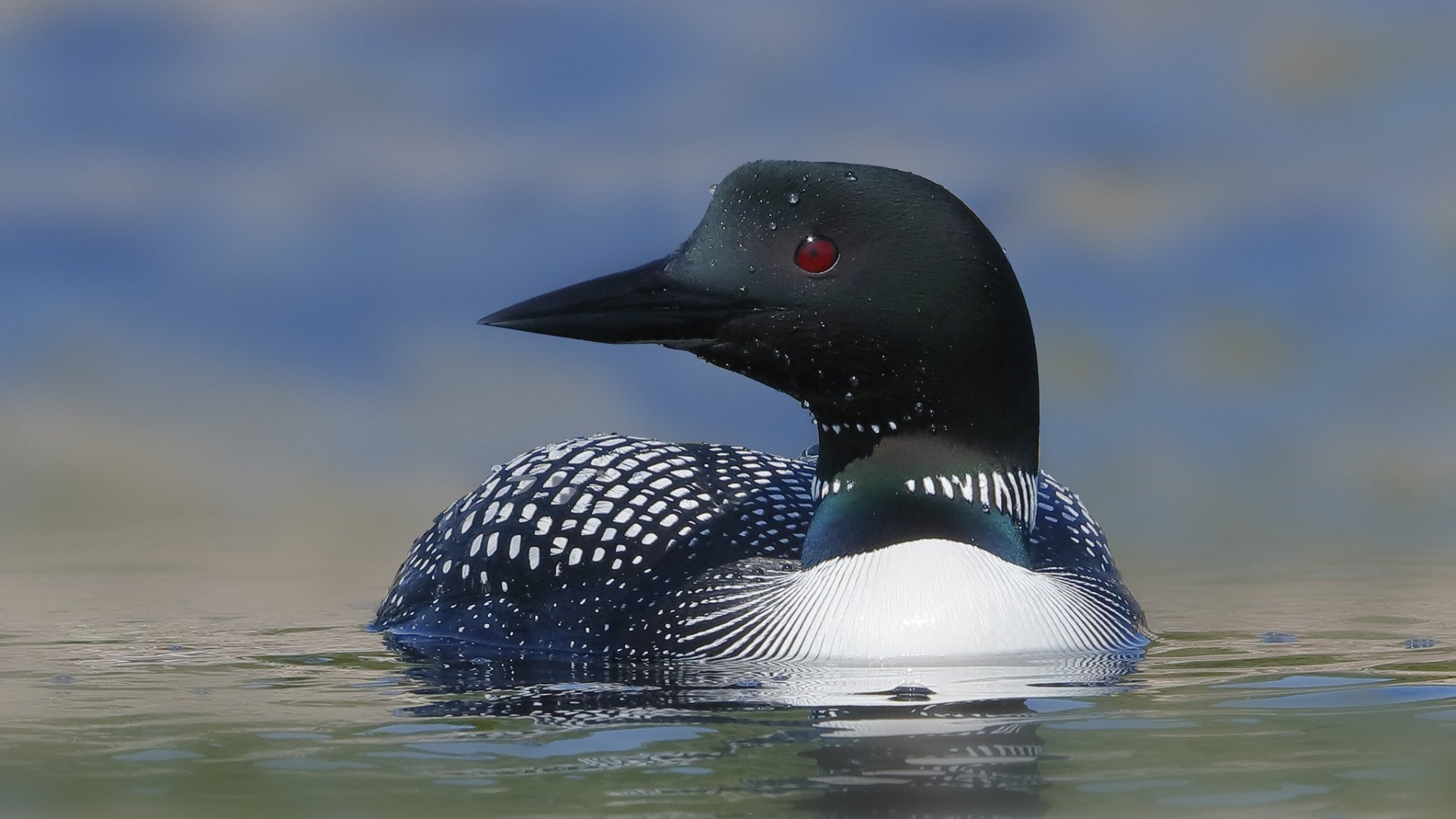 Loon wallpaper, 2048x1365 resolution, Baltana, 1920x1080 Full HD Desktop