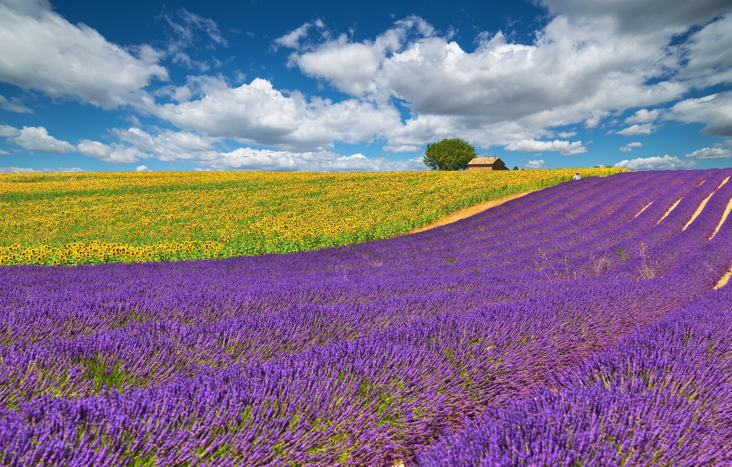 Wallpapers France Provence, Field flowers lavender, The sky clouds, High quality, 2350x1500 HD Desktop