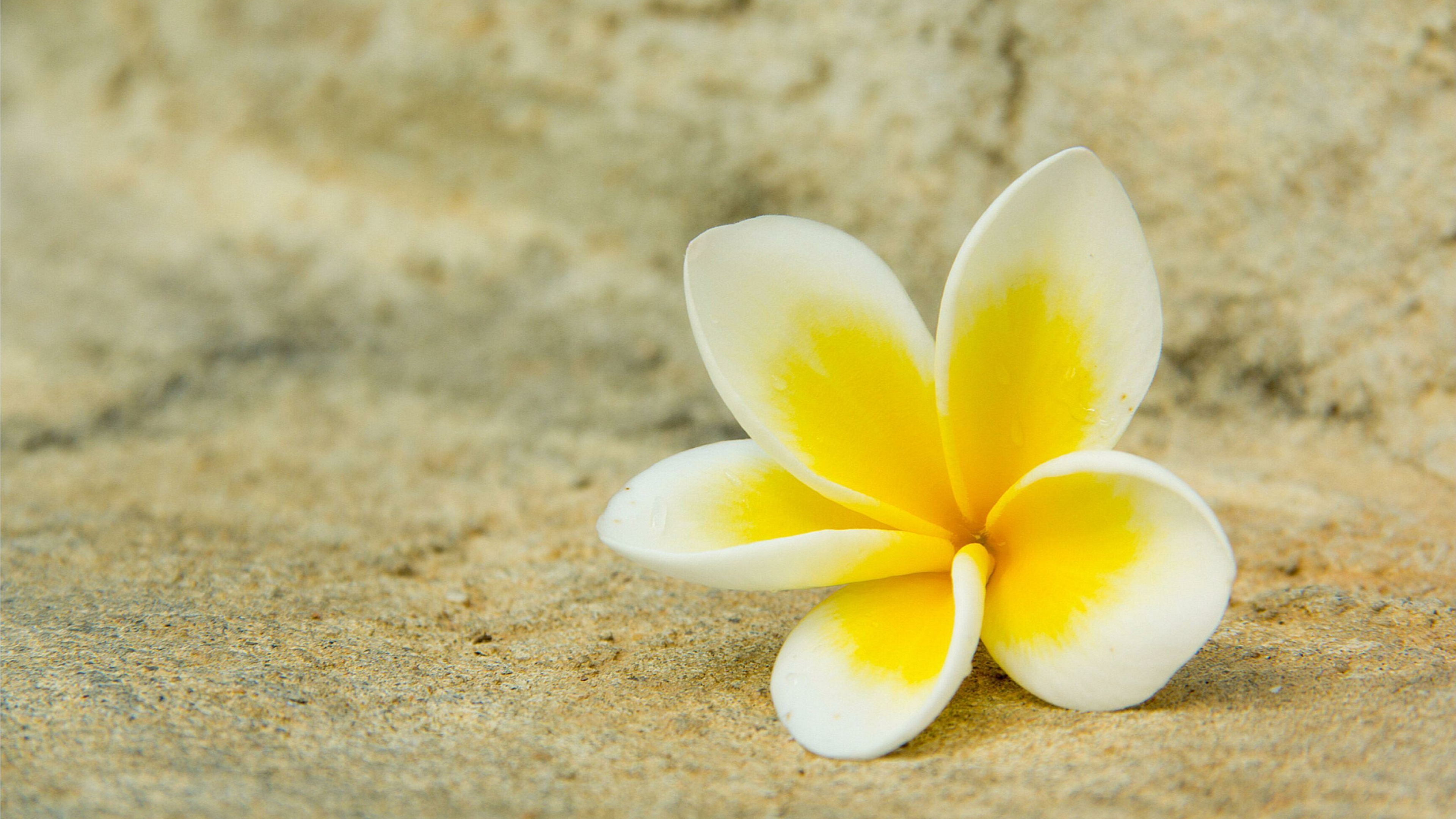 Hawaiian Plumeria, Frangipani Flowers Wallpaper, 3840x2160 4K Desktop