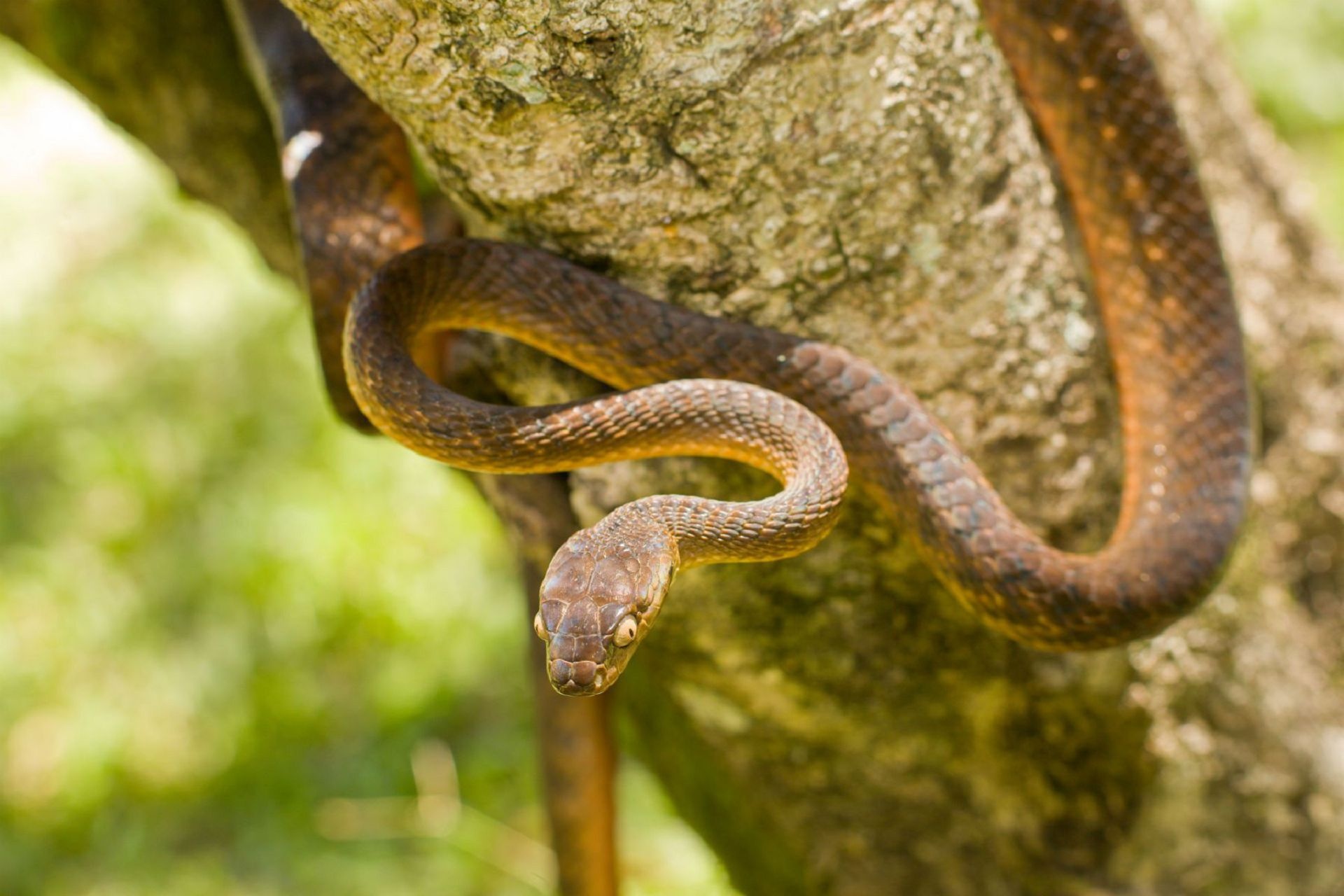 Brown tree snake, Phone wallpapers, Desktop backgrounds, Snake images, 1920x1280 HD Desktop