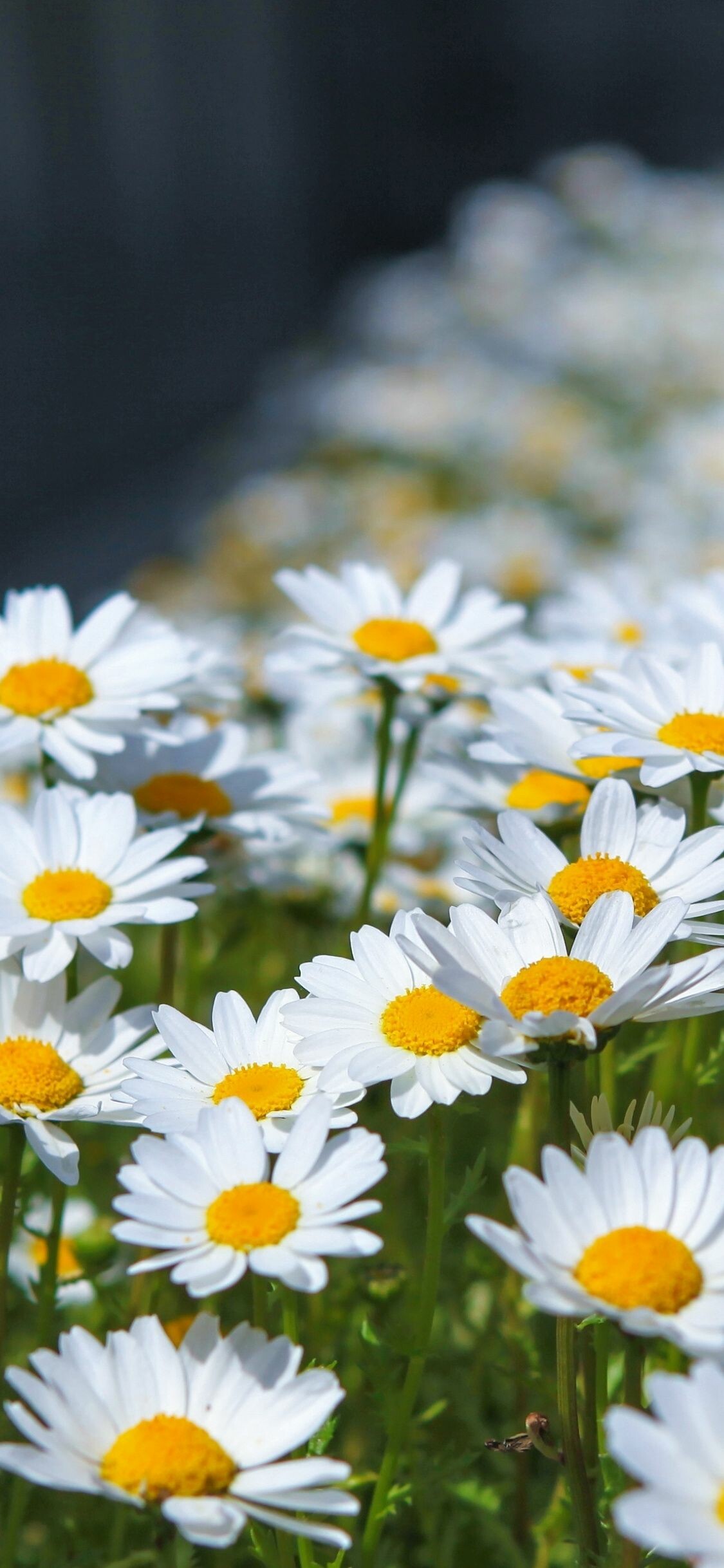 Nature's beauty, Vibrant petals, Delicate daisy, Botanical wonder, 1130x2440 HD Phone