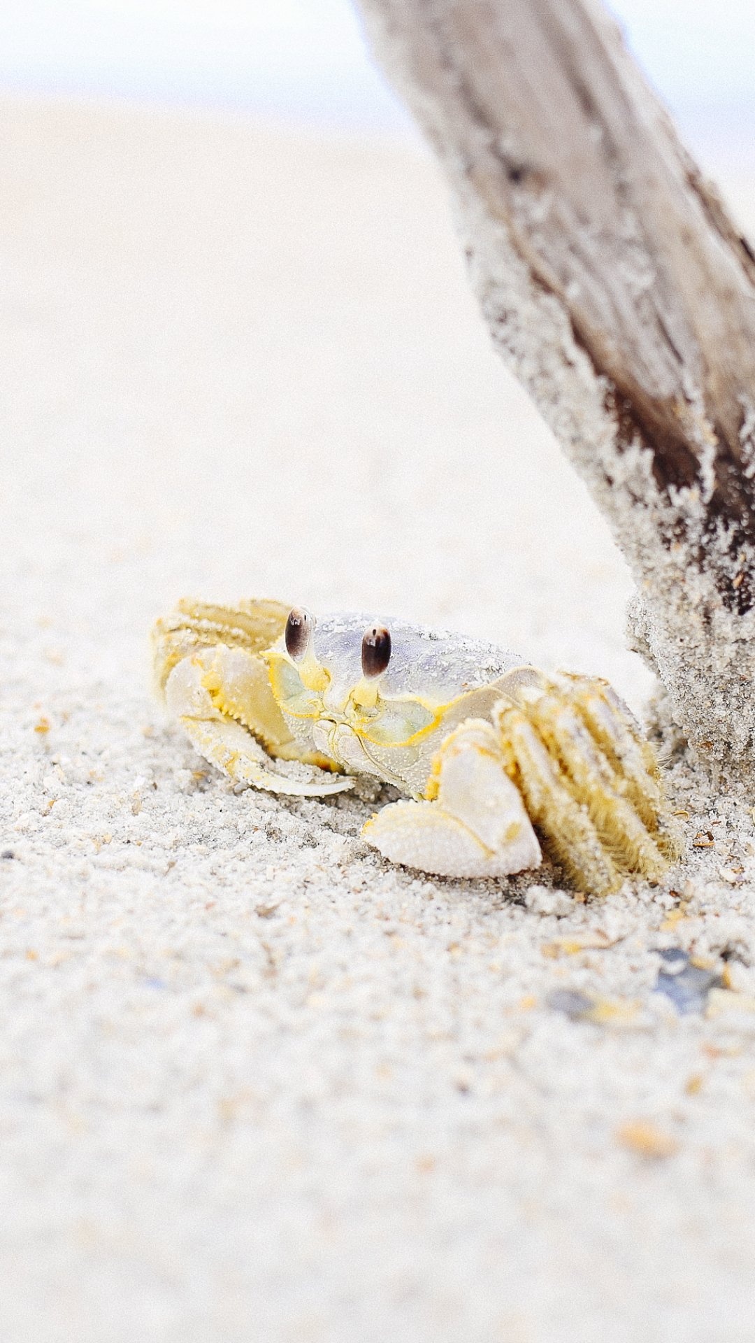 Animal crab mystery, Intriguing creature, Crustacean wonders, Marine discovery, 1080x1920 Full HD Phone