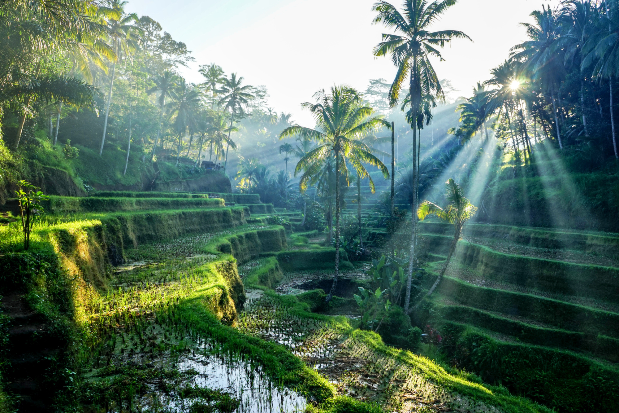 Bali, Ubud travel guide, Cultural paradise, Explore the heart of Bali, 2000x1340 HD Desktop