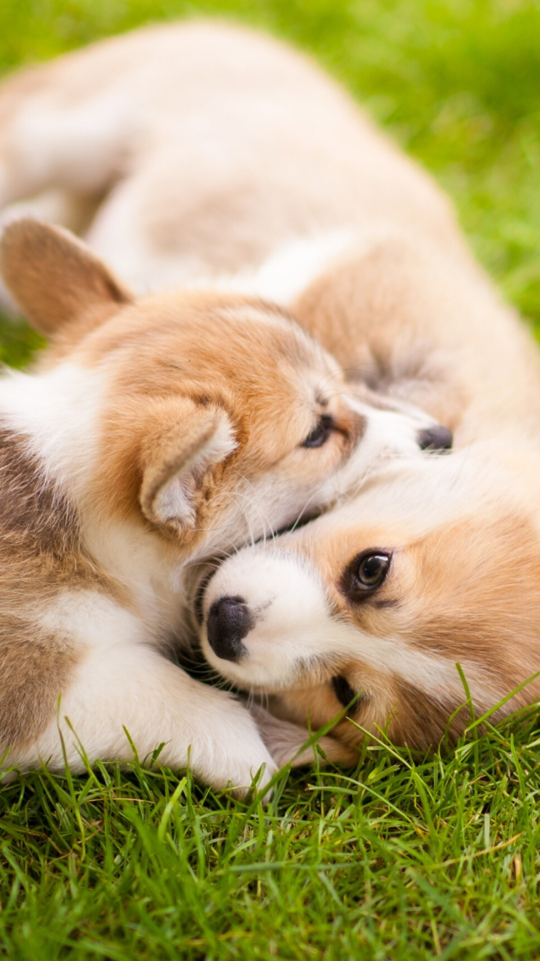 Corgi puppies, Cute backgrounds, 1080x1920 Full HD Phone