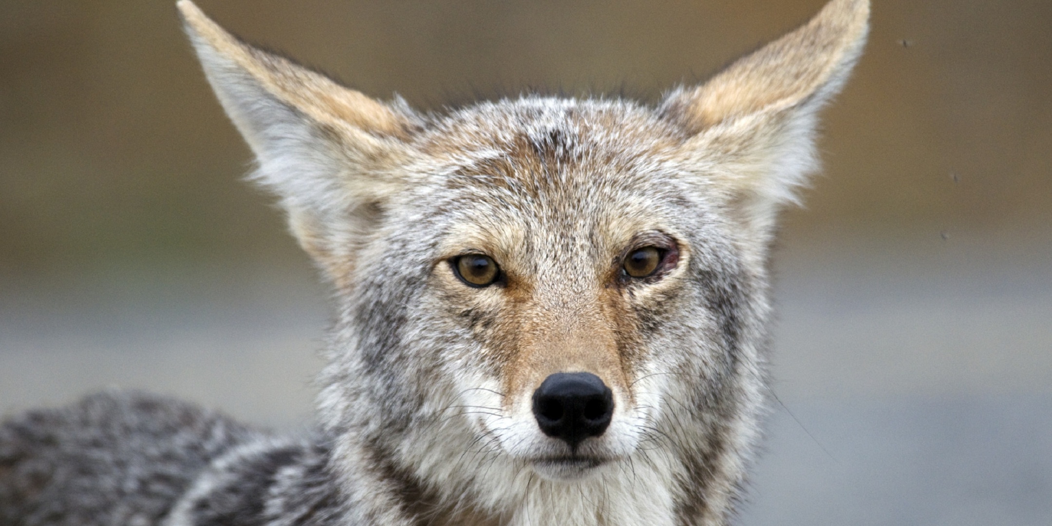 Close-up, Coyote Wallpaper, 2160x1080 Dual Screen Desktop