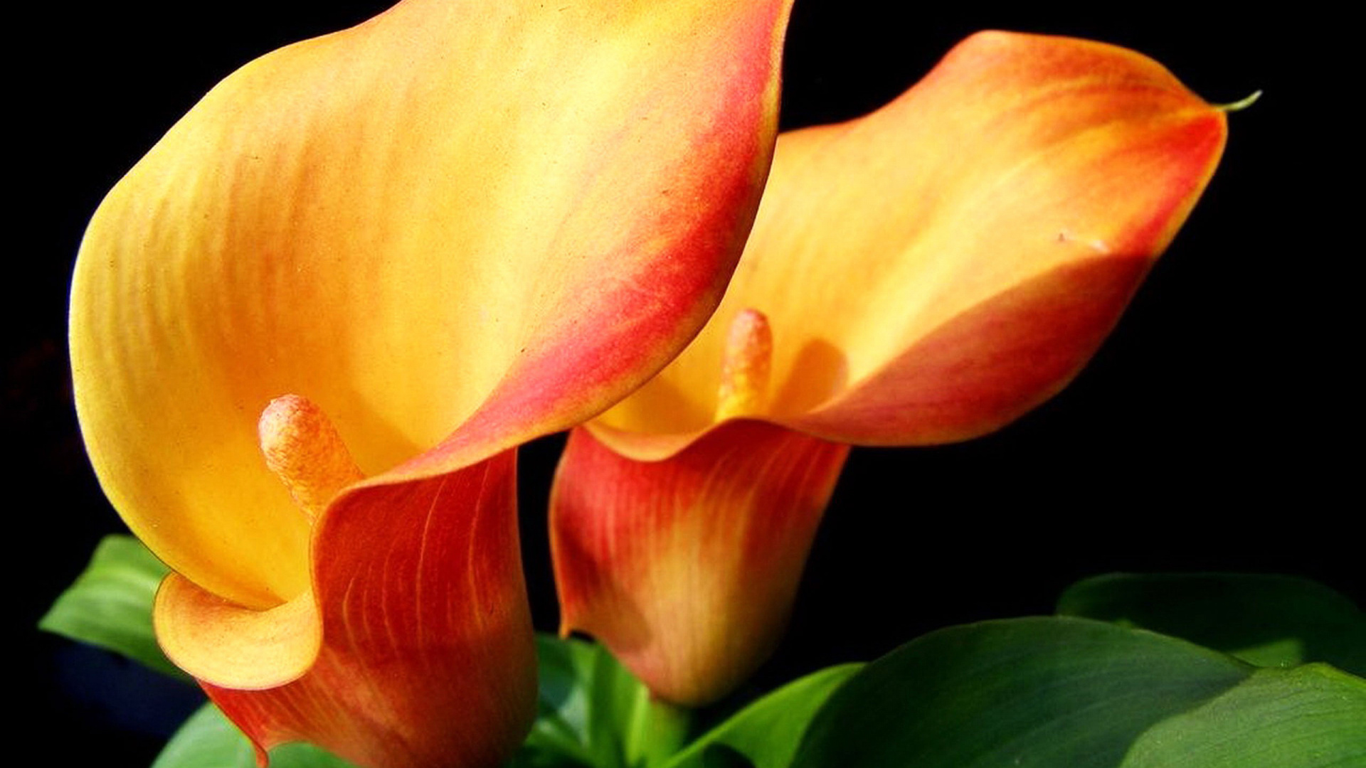 Calla Lily, Orange calla lilies, HD flower wallpapers, Vibrant colors, 1920x1080 Full HD Desktop