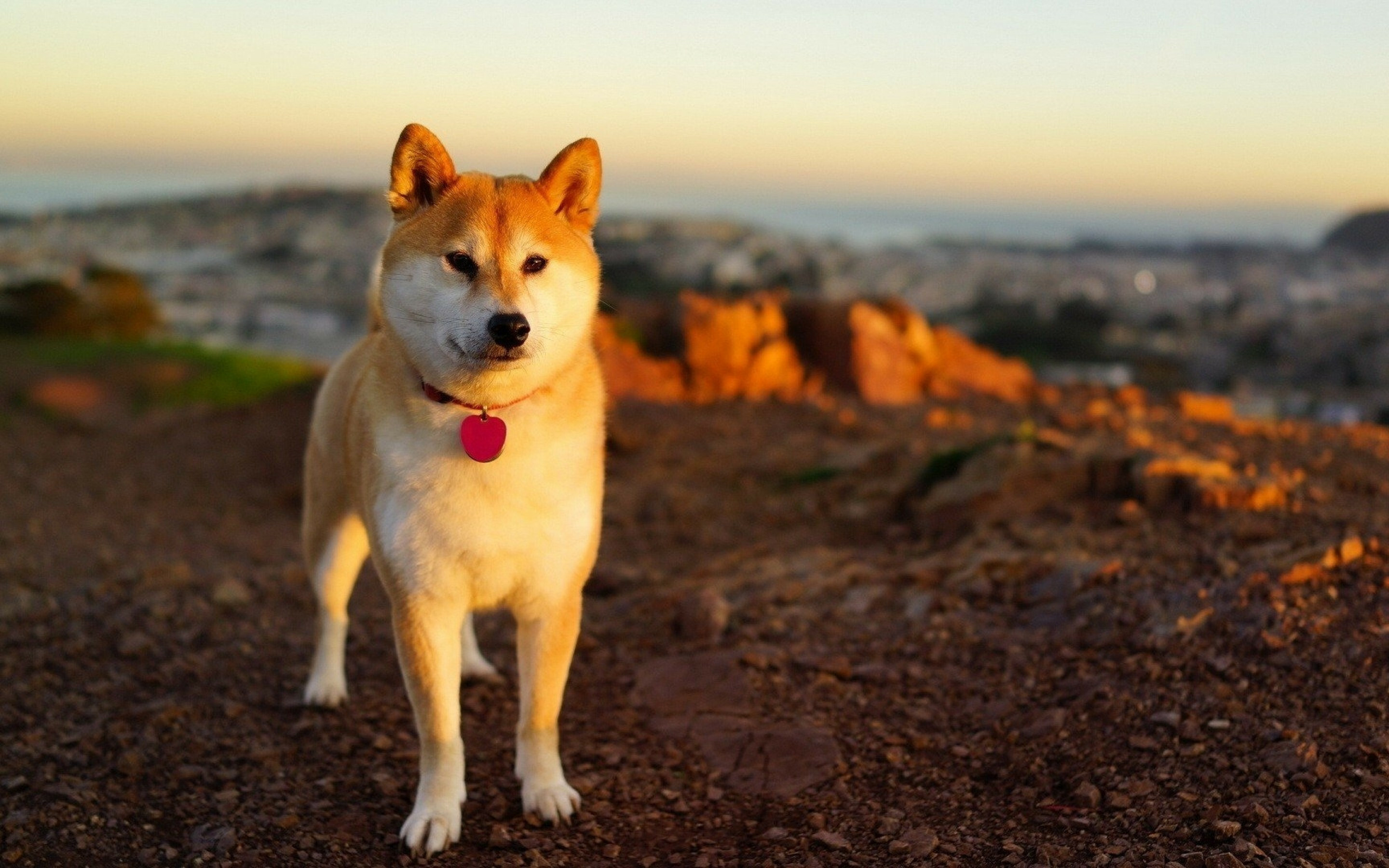 Shiba Inu, Cute doge meme, Macbook Pro wallpaper, Adorable dogs, 2880x1800 HD Desktop