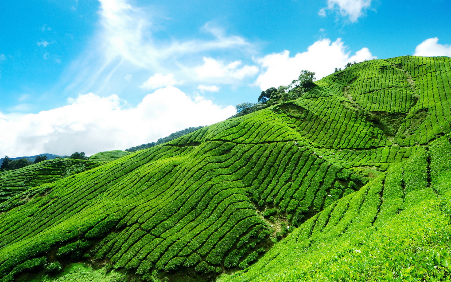 Coffee plantations, Green hill allure, Blue sky serenity, Natural beauty, 1920x1200 HD Desktop