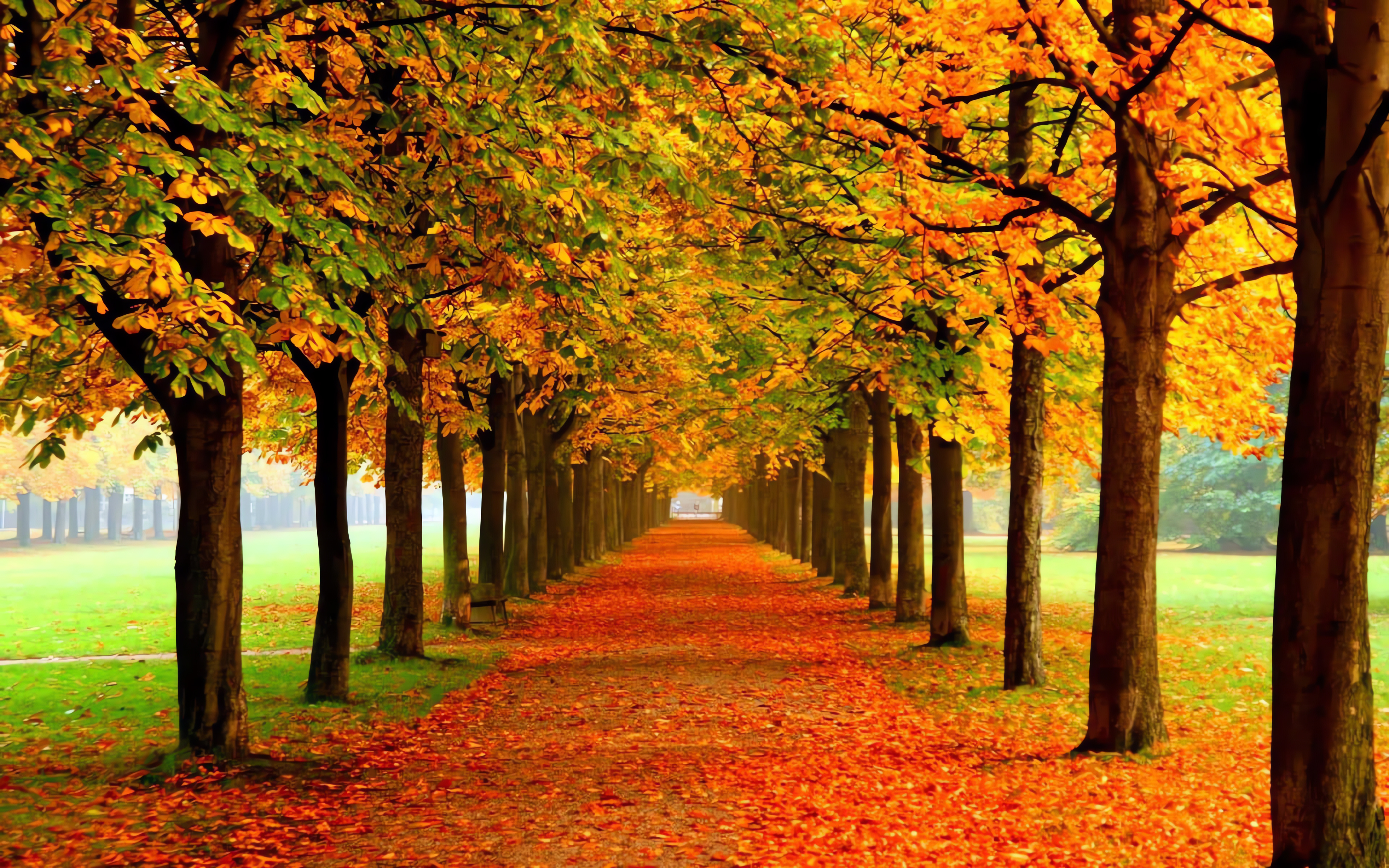 Autumn trees, Nice Wallpaper, 3840x2400 4K Desktop