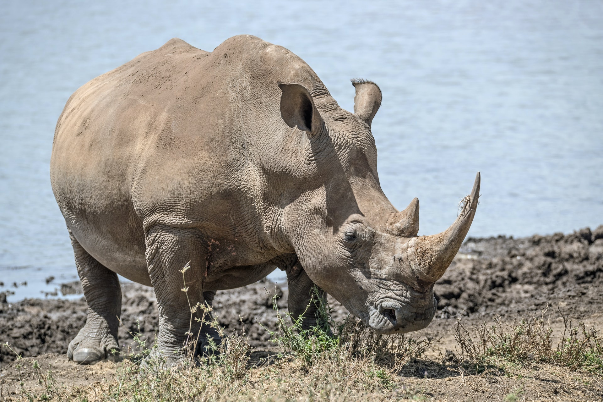 Love journey, Cross-continental quest, Majestic white rhino, Travel adventure, 1920x1280 HD Desktop