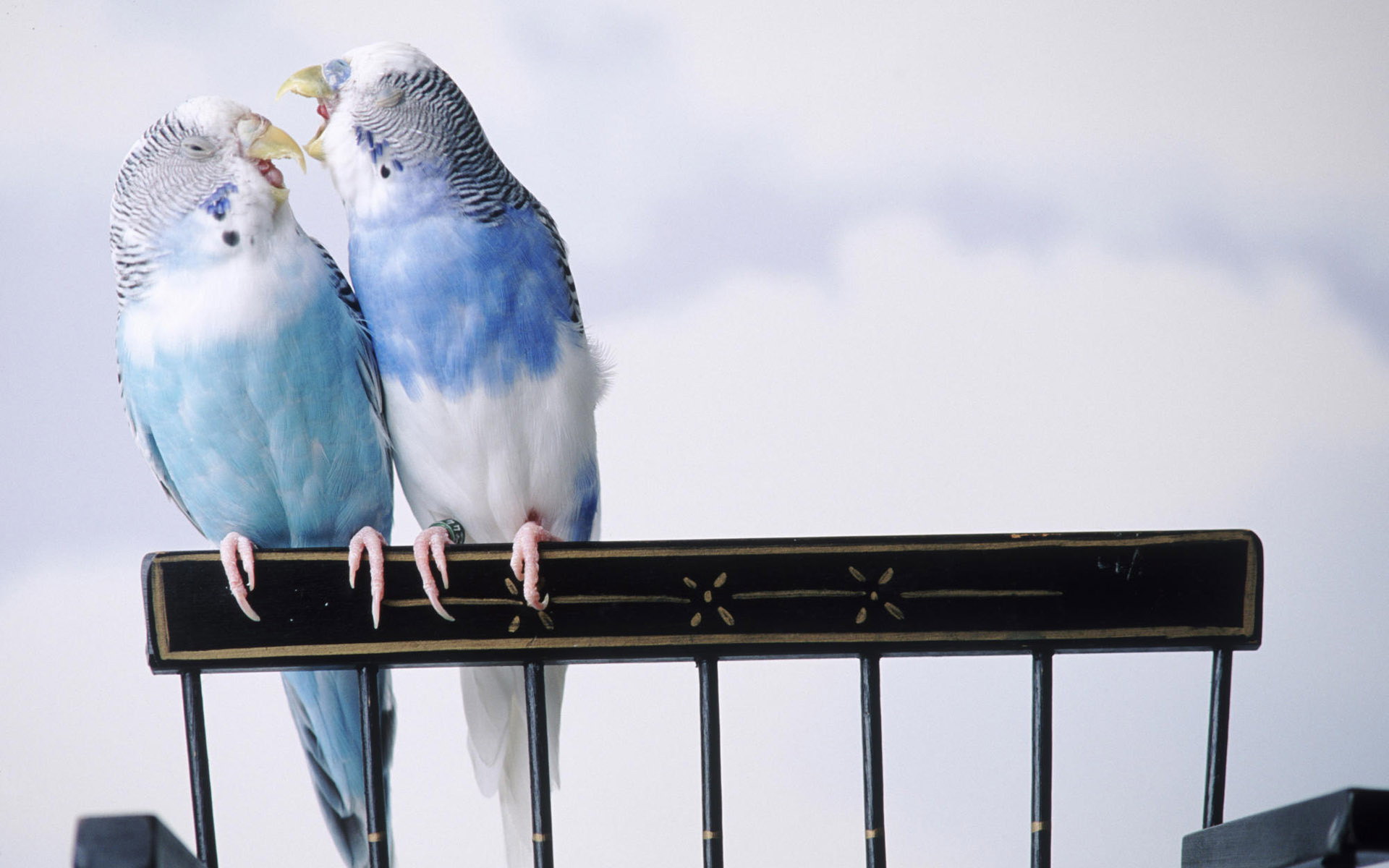 Affectionate love birds, Heartwarming moments, Feathered companionship, Endearing gestures, 1920x1200 HD Desktop